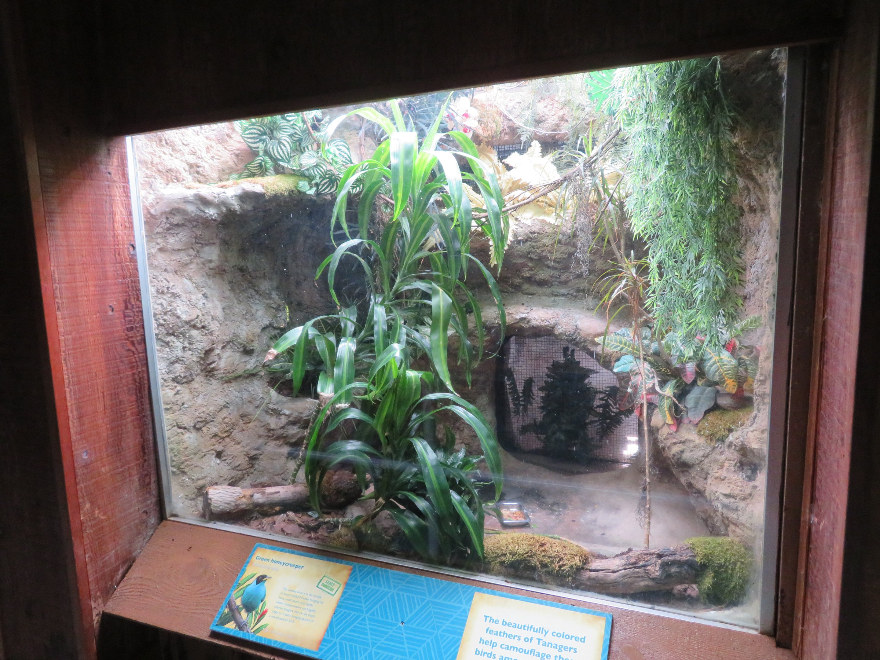 Green Honeycreeper Exhibit