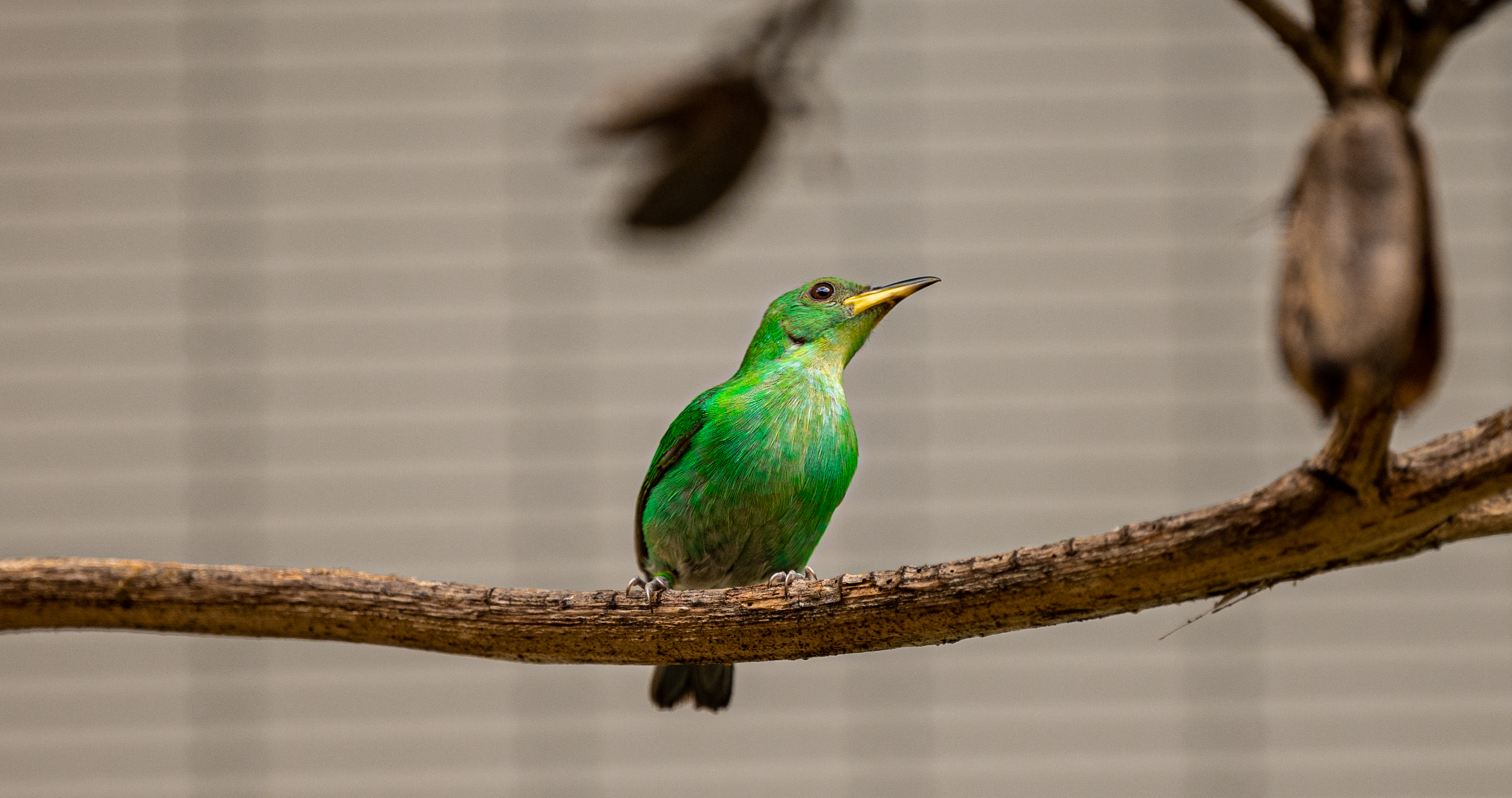 Green Honeycreeper female
