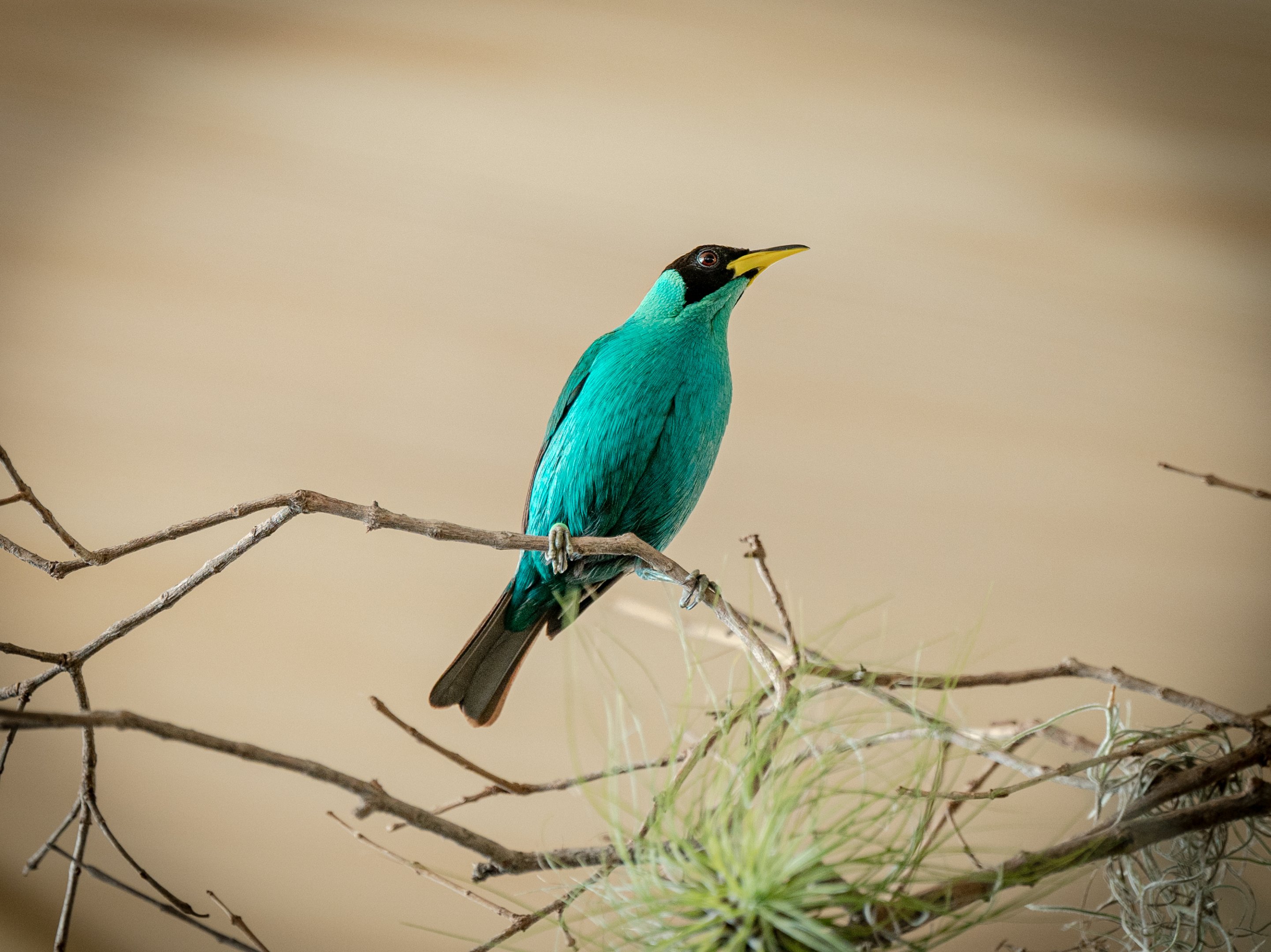 Green Honeycreeper male