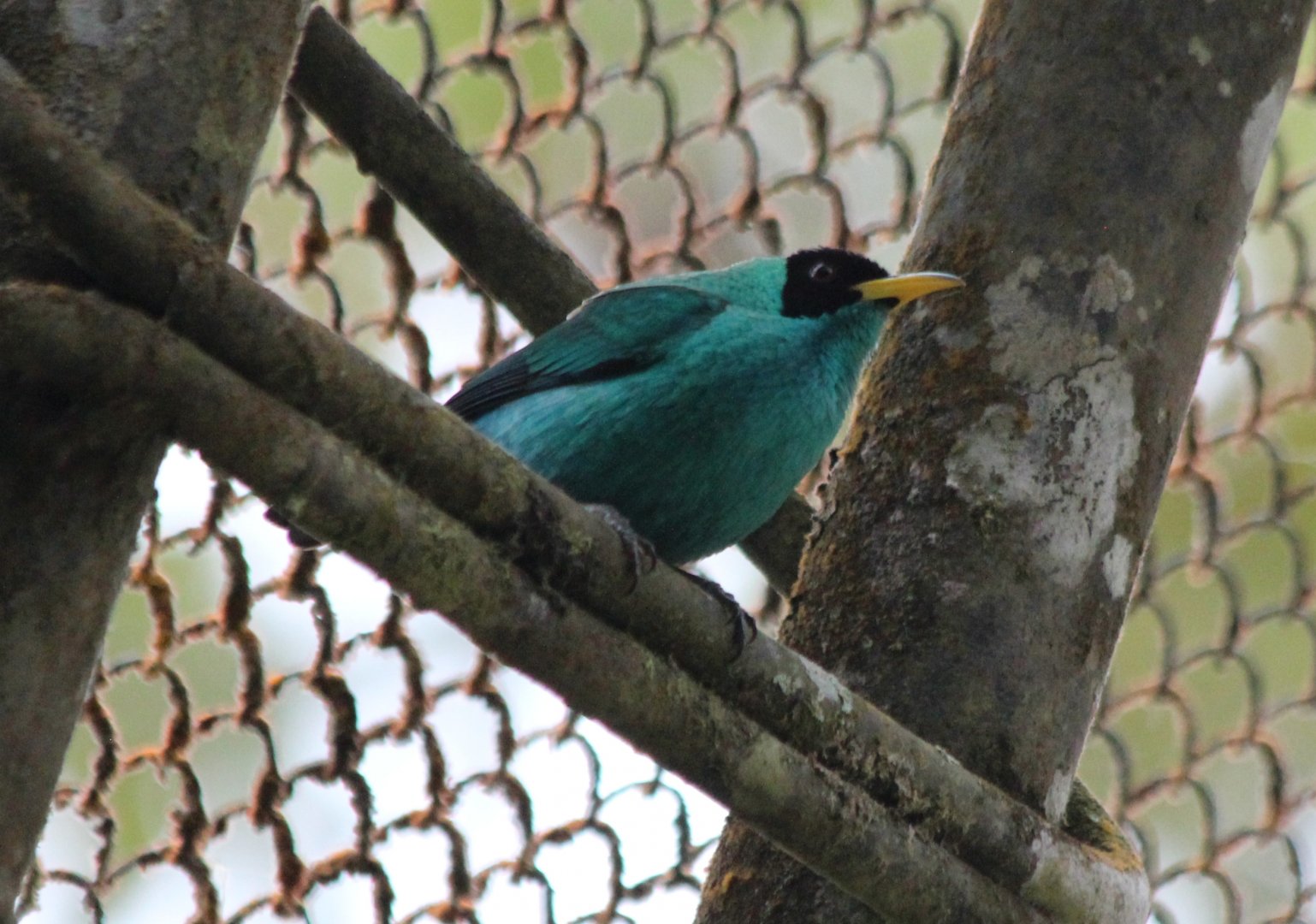 Green Honeycreeper - Mar 2019