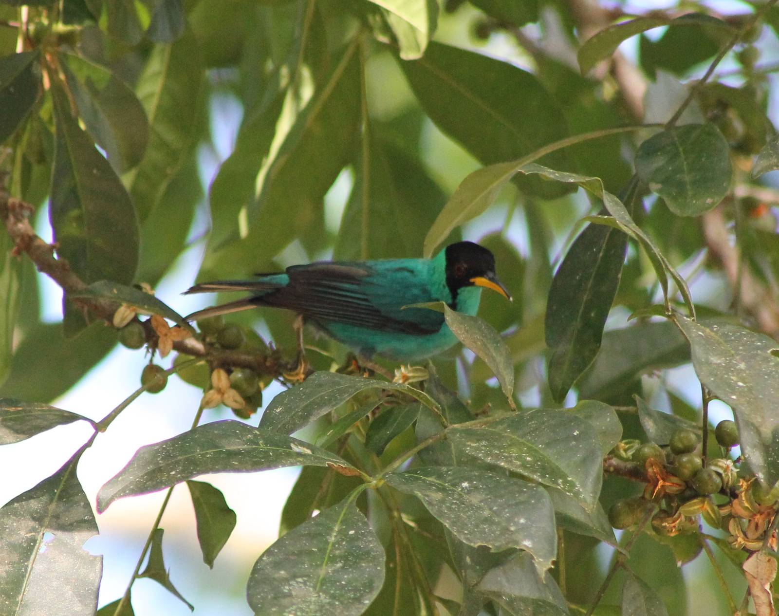 Green honeycreeper