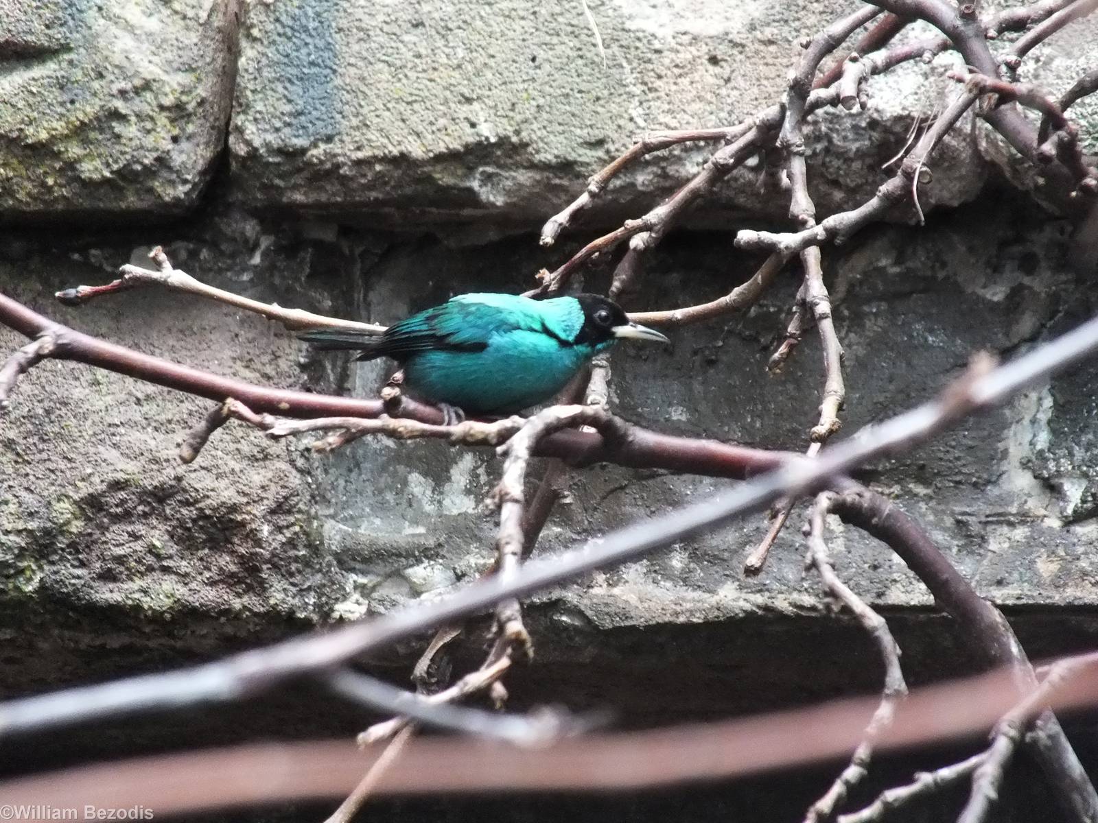 Green Honeycreeper