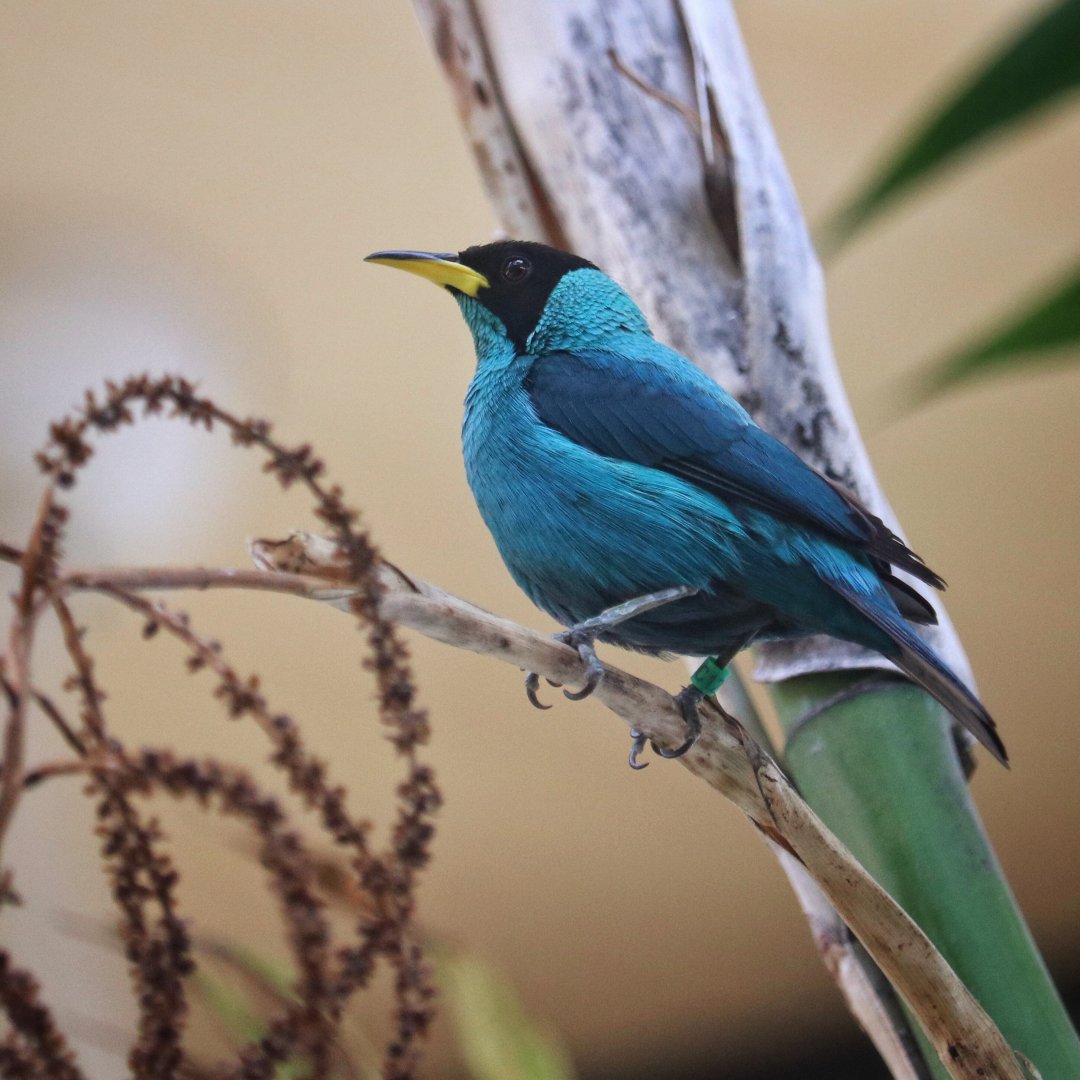 Green Honeycreeper