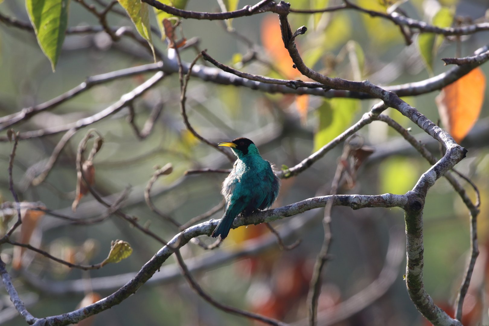 Green Honeycreeper