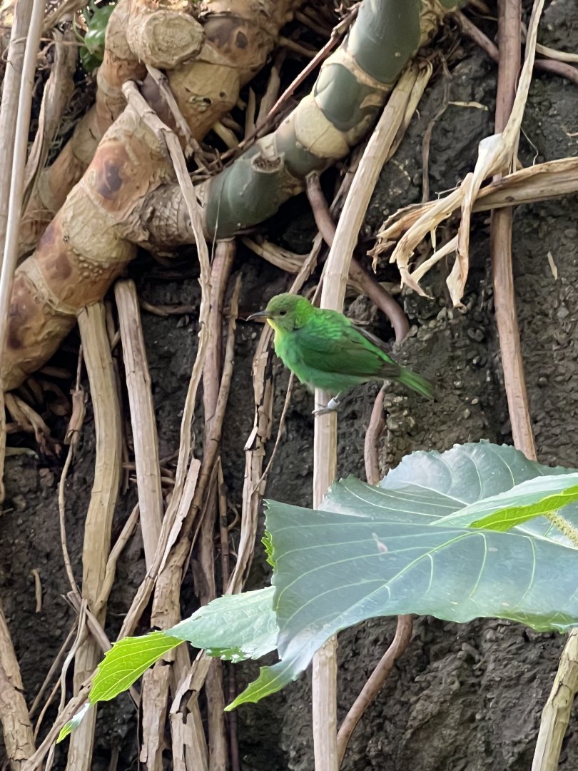 Green Honeycreeper
