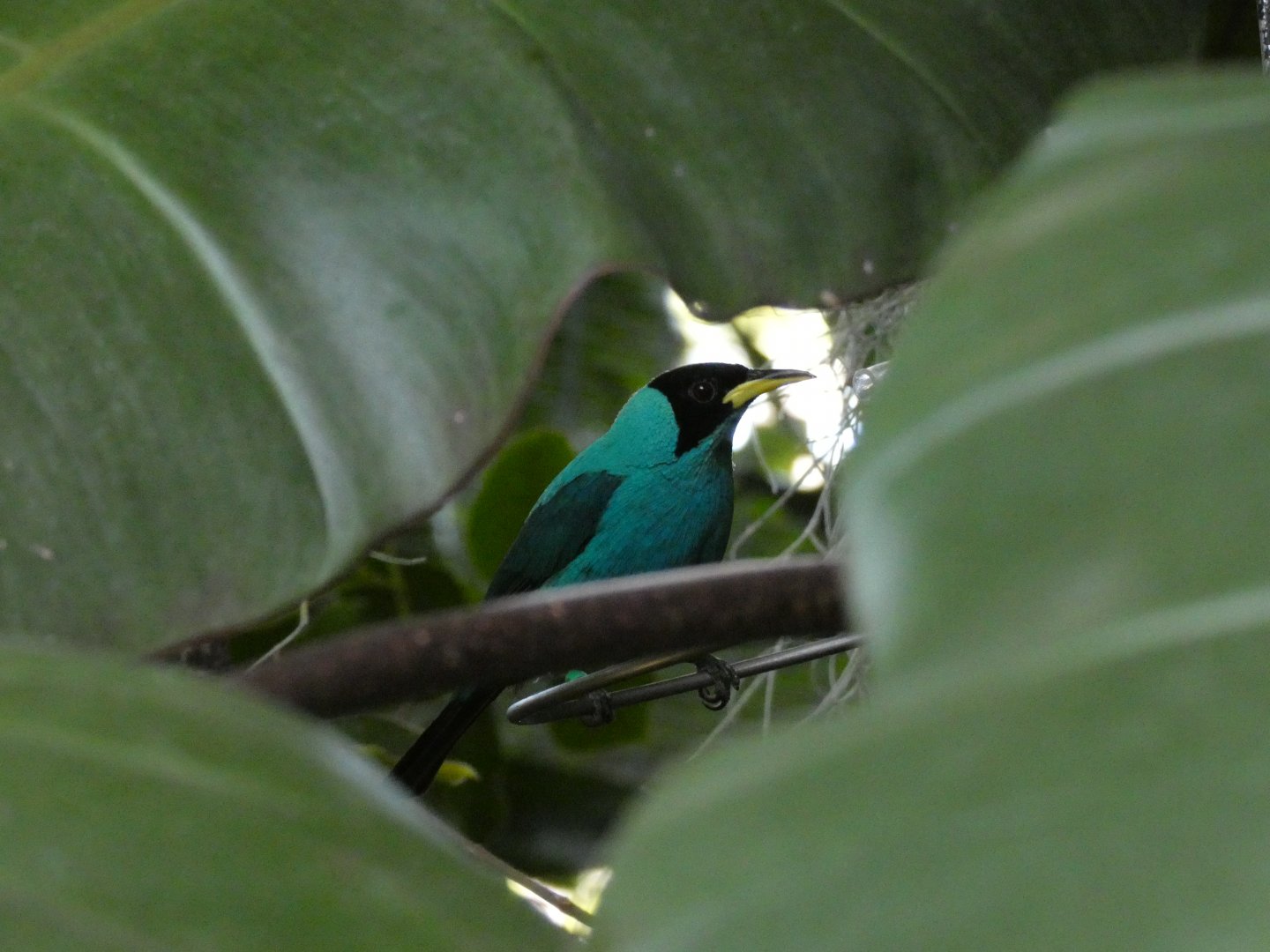 Green honeycreeper