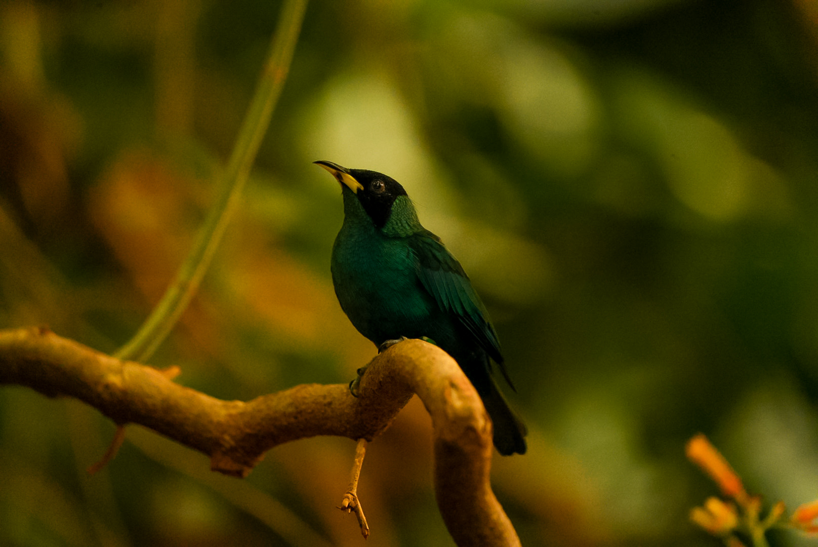 Green Honeycreeper