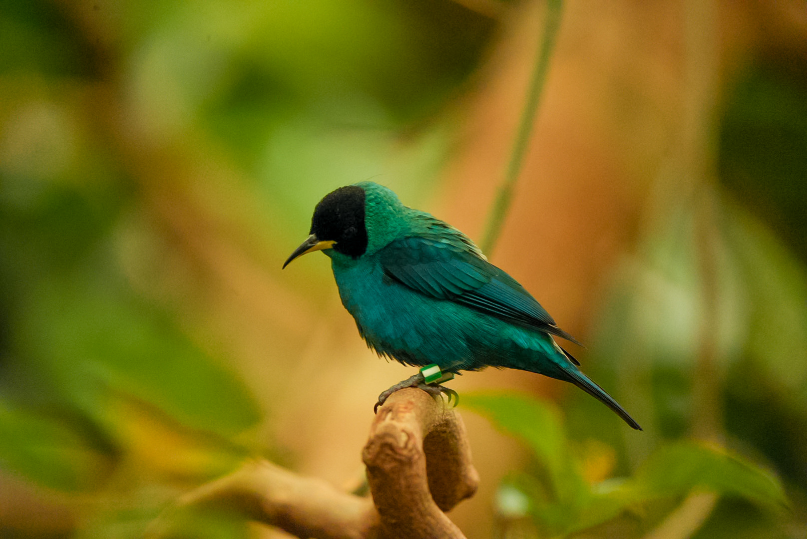 Green Honeycreeper