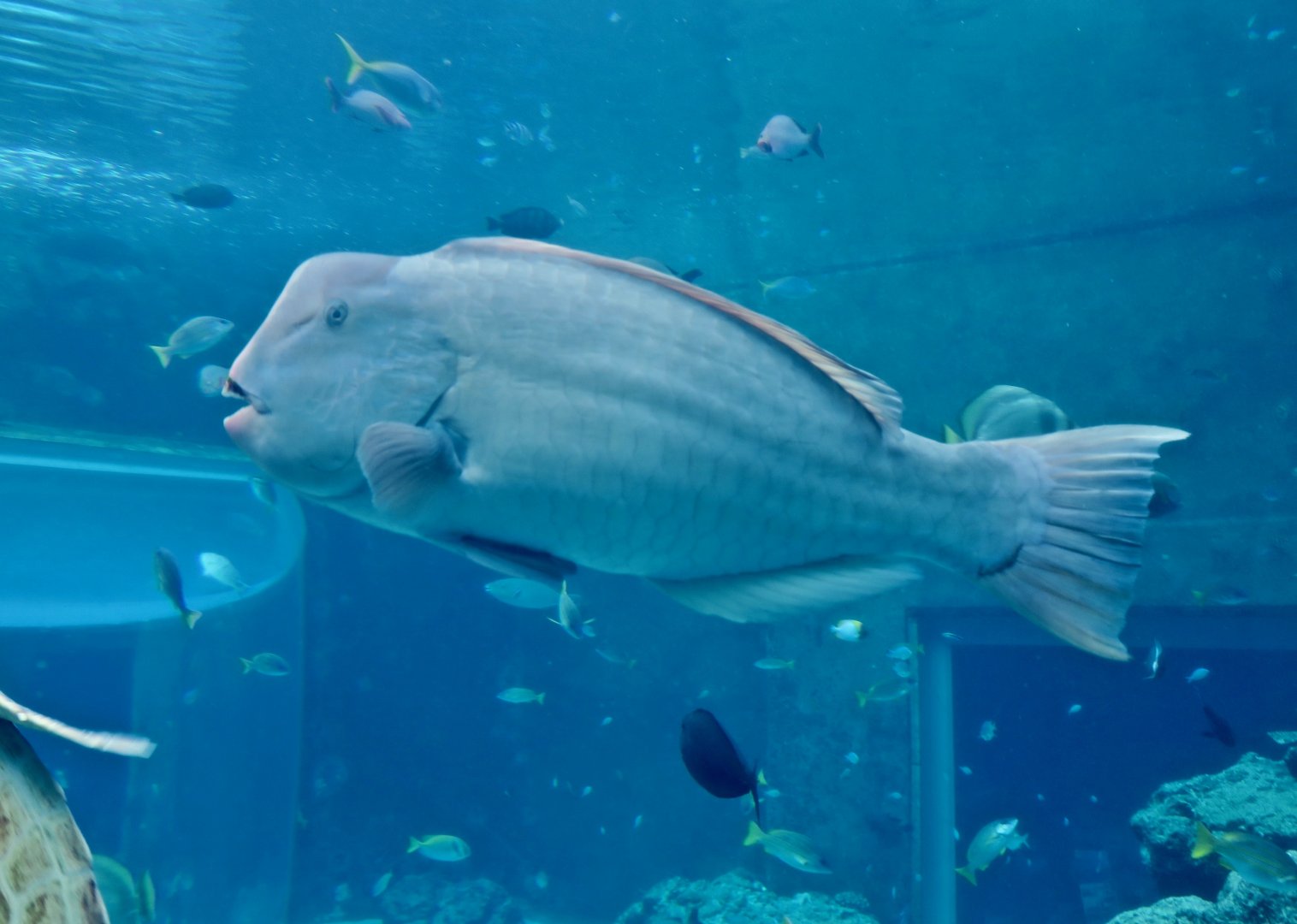 Green Humphead Parrotfish (Bolbometopon muricatum)