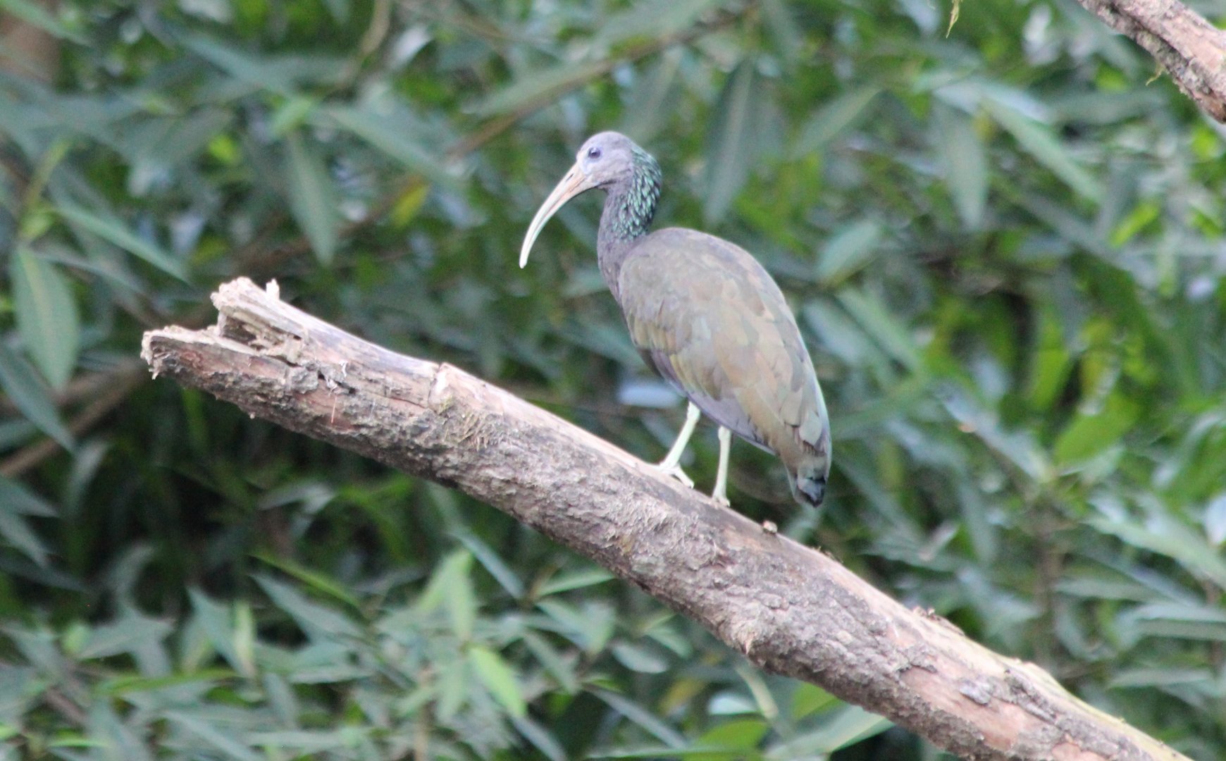 Green Ibis - Mar 2019