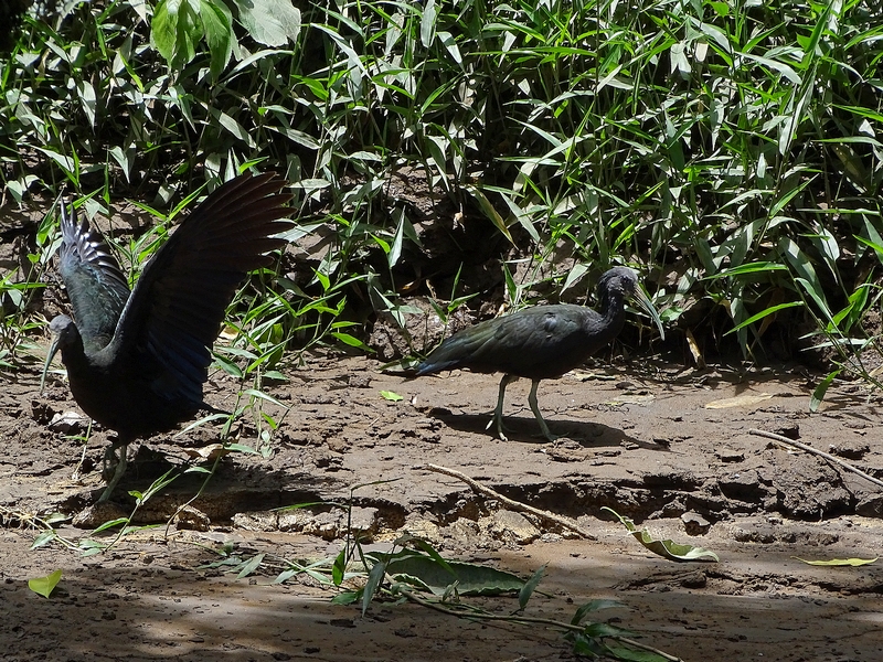 Green ibis