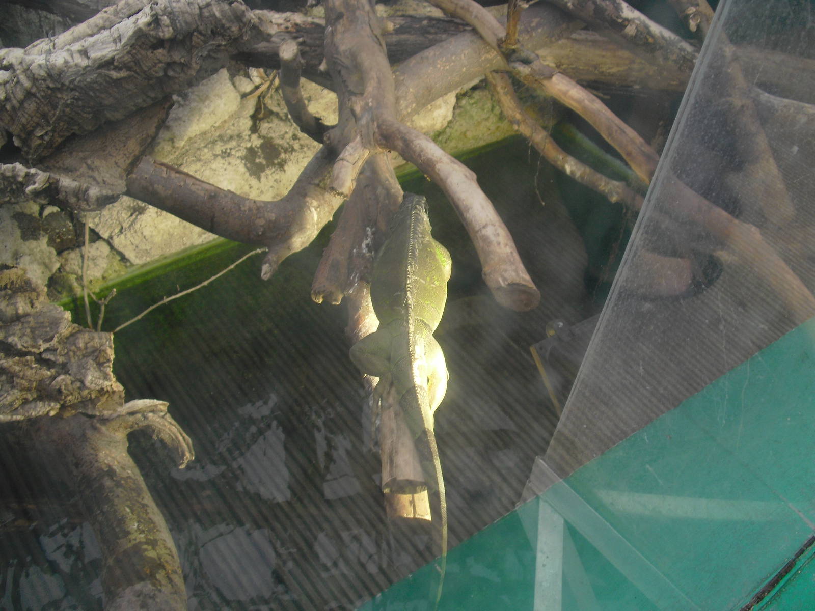 Green Iguana - 12/10/2011