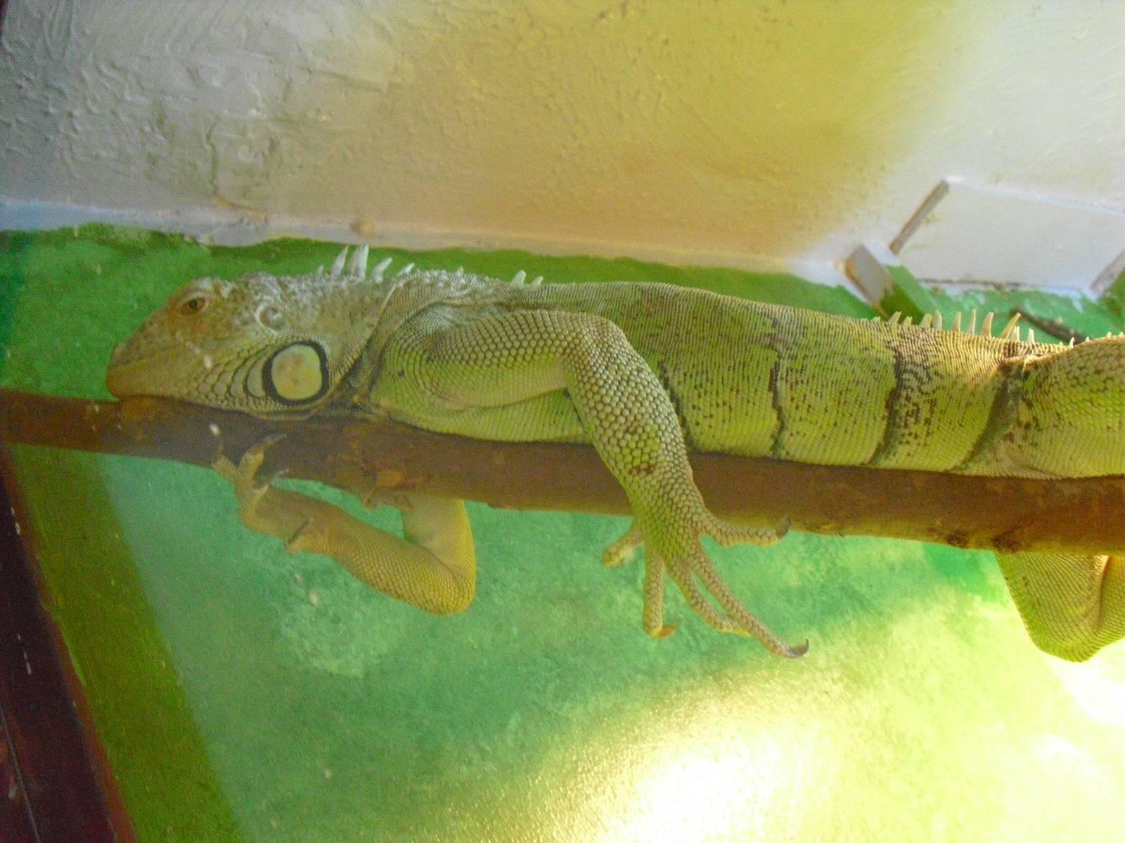Green Iguana - 16/10/2011