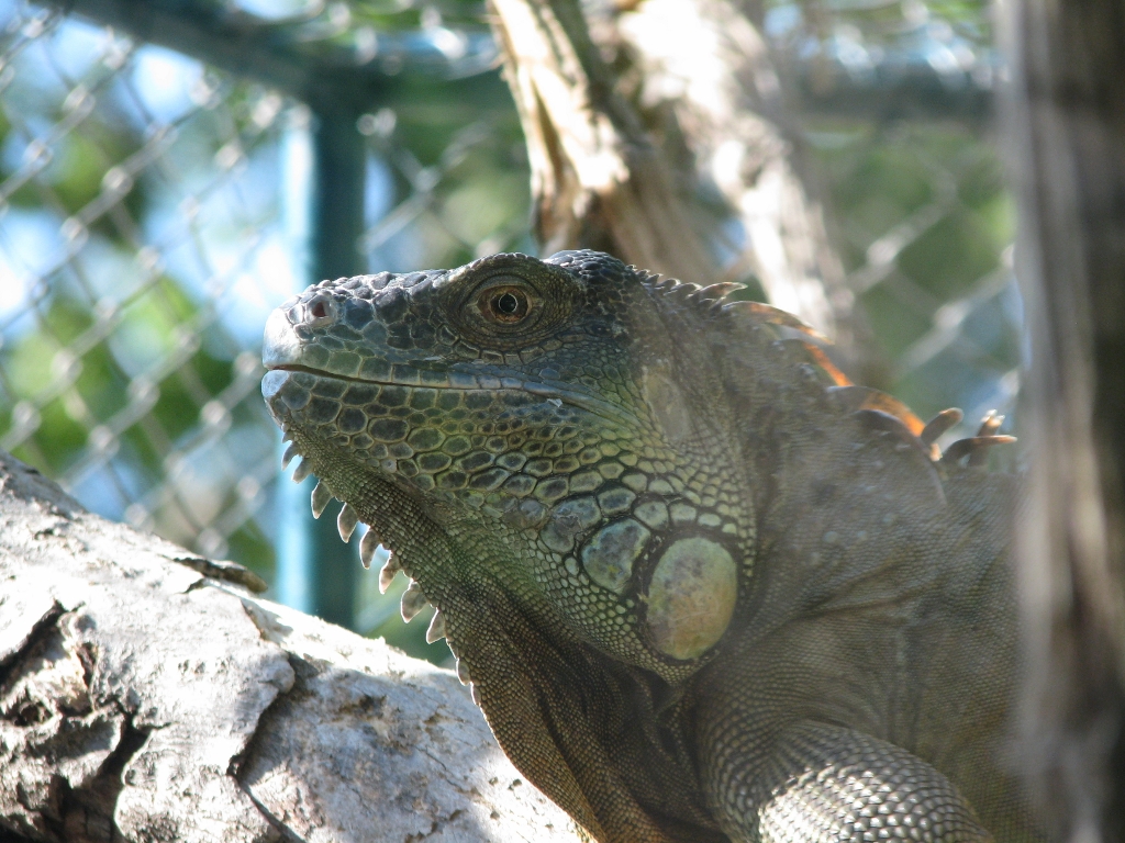 Green Iguana 2