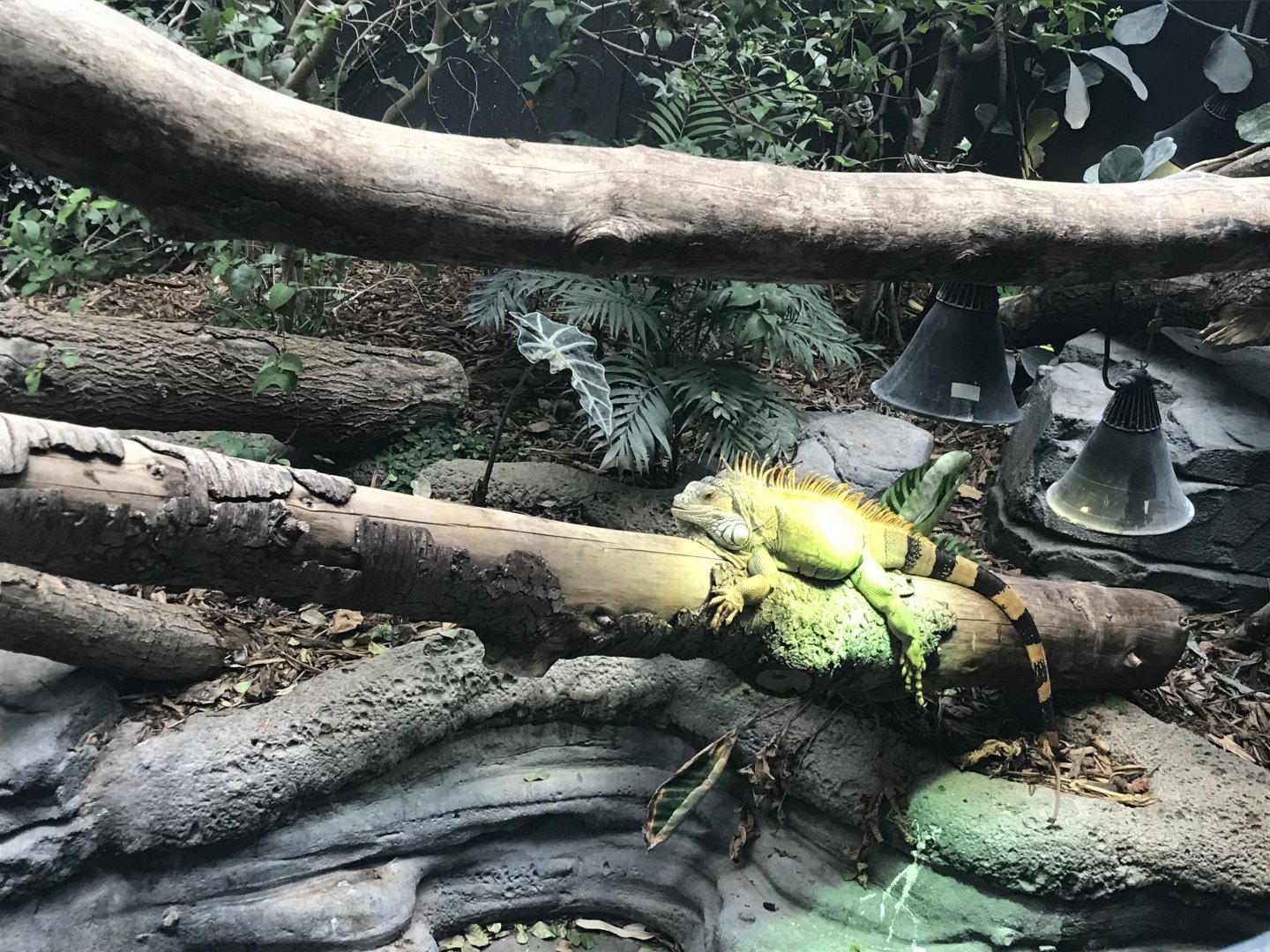 Green iguana (2019)
