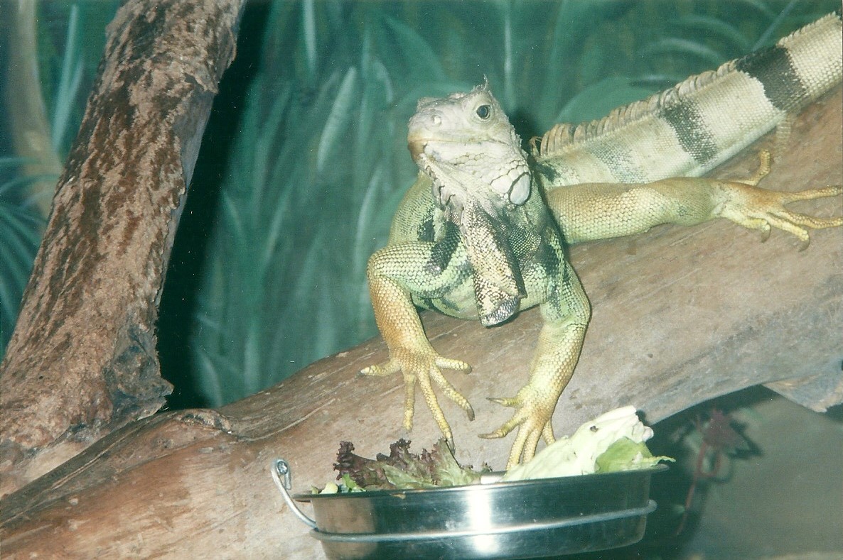 Green Iguana 22nd July 2000