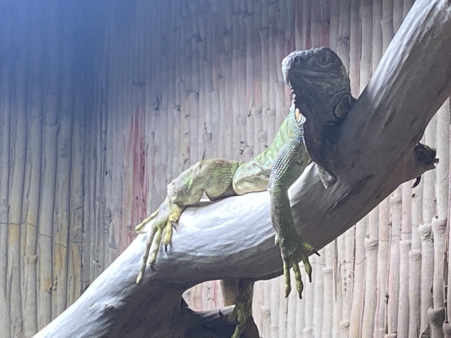 Green iguana 240721