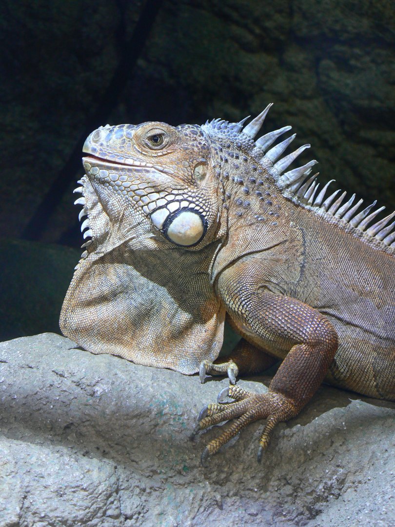 Green Iguana - 27 July 2017