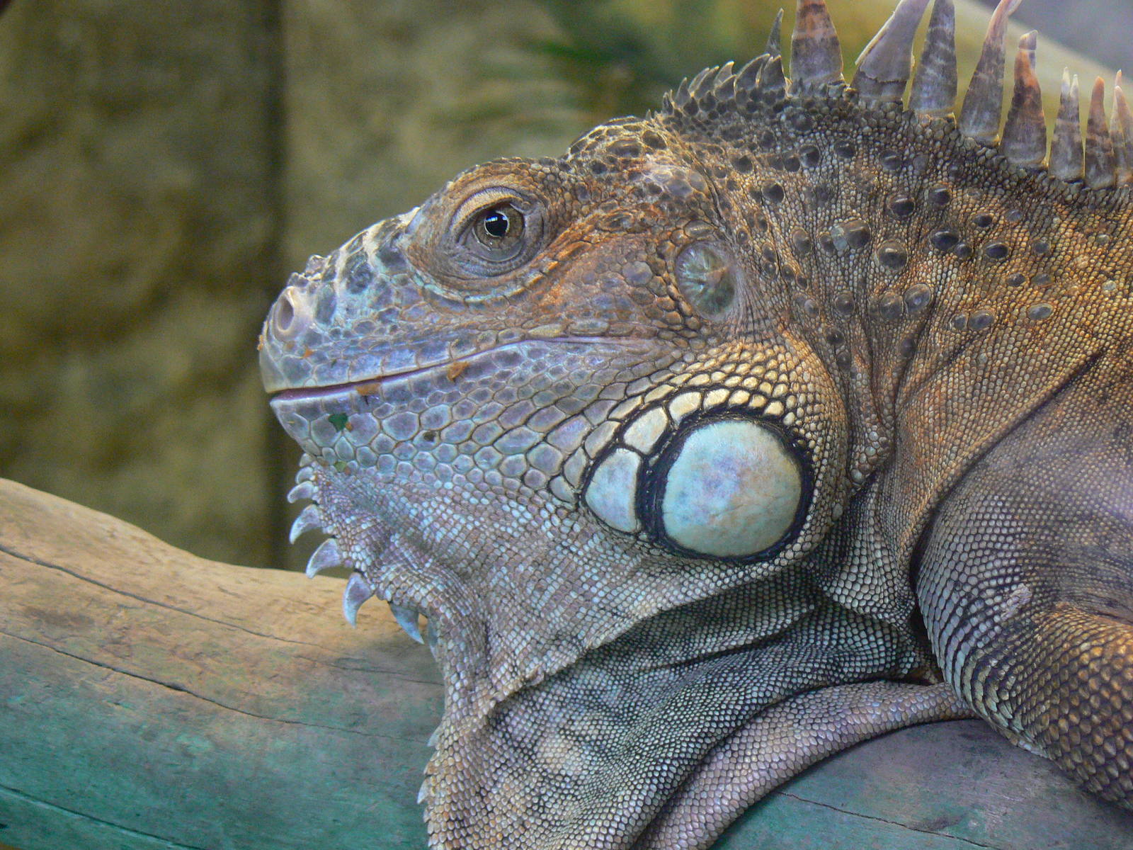 Green Iguana - 29 August 2016, Askham Bryan Wildlife and Conservation Park