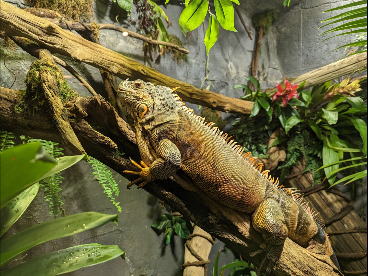 Green Iguana 4/19/2023