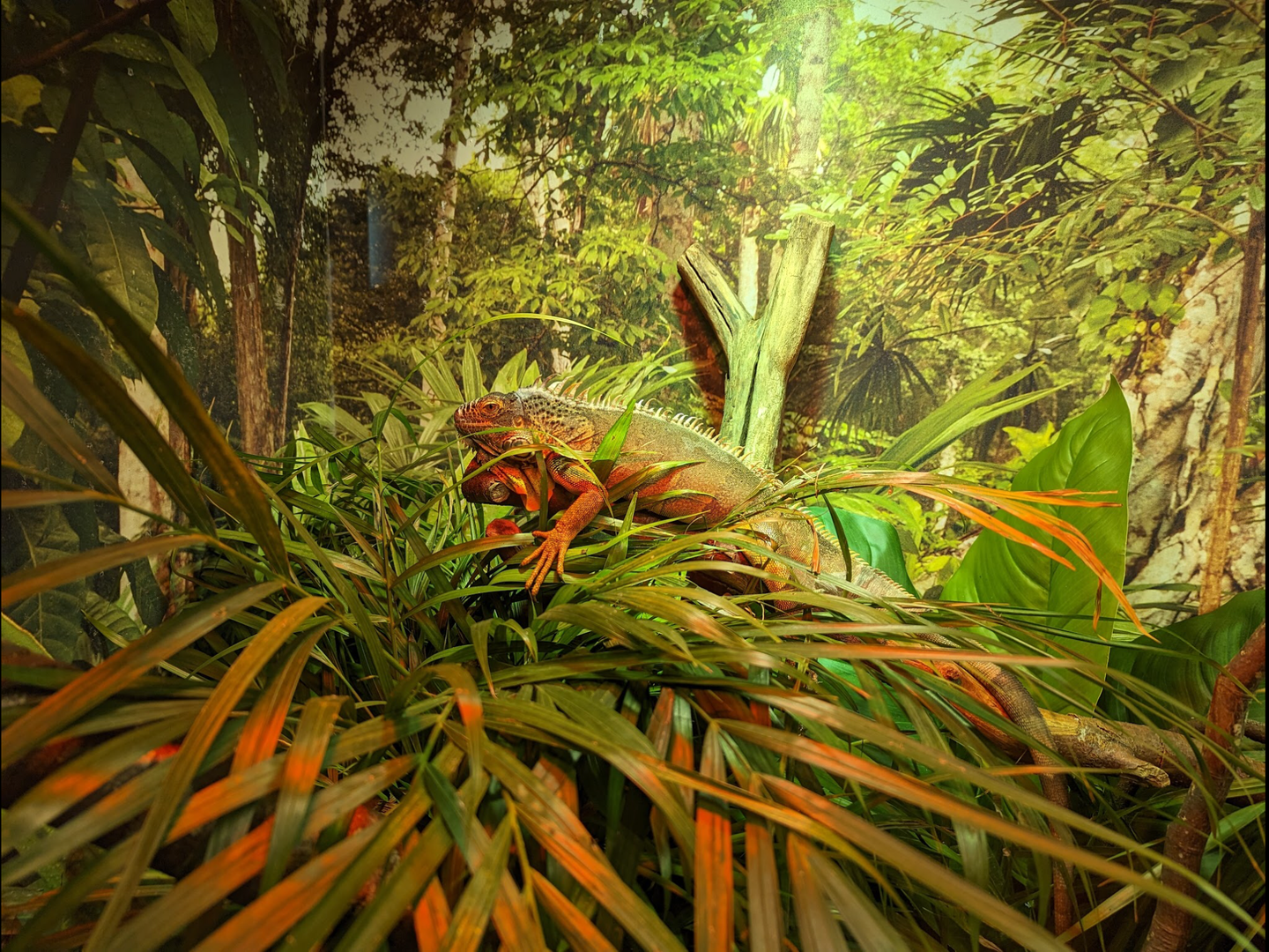 Green Iguana 4/19/2023