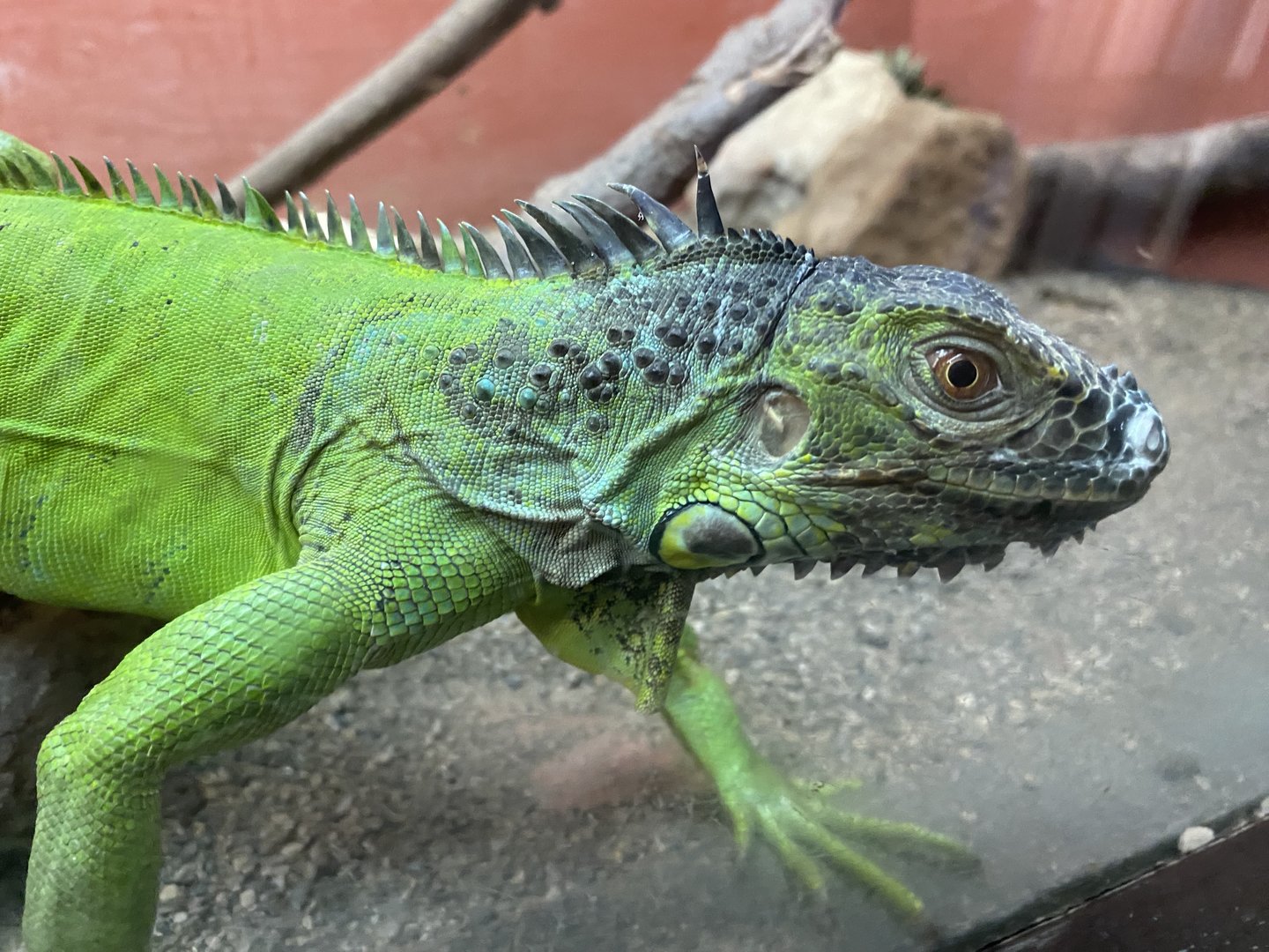 Green Iguana - 6/22/2023