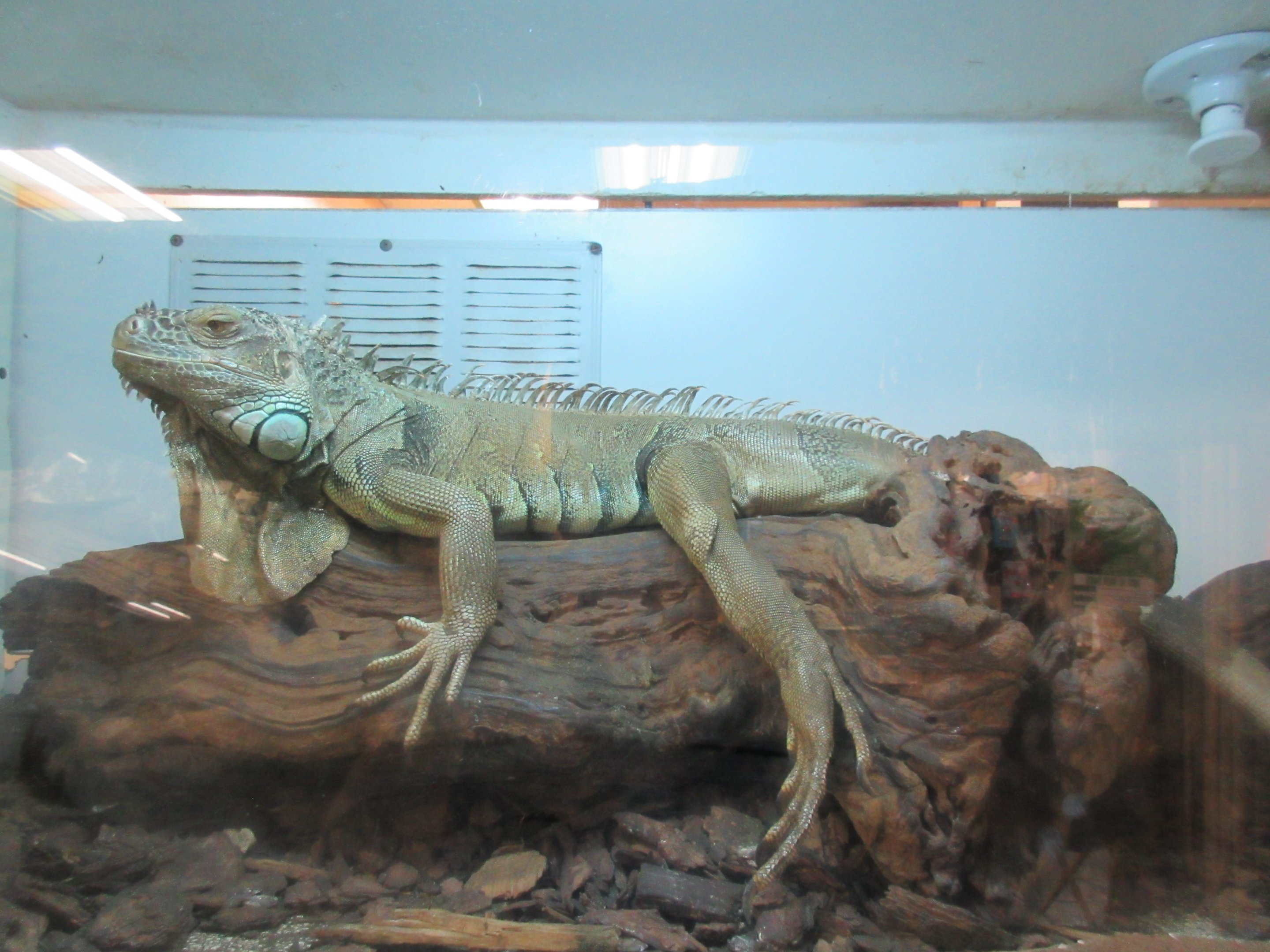 Green Iguana (80% of exhibit is shown)