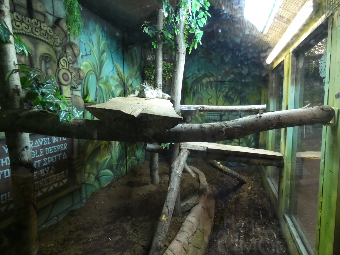 Green iguana and Red-footed tortoise enclosure