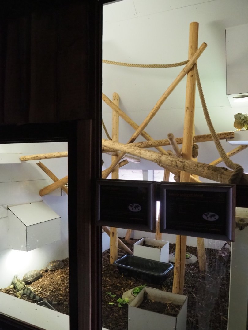 Green iguana and red-footed tortoise terrarium room