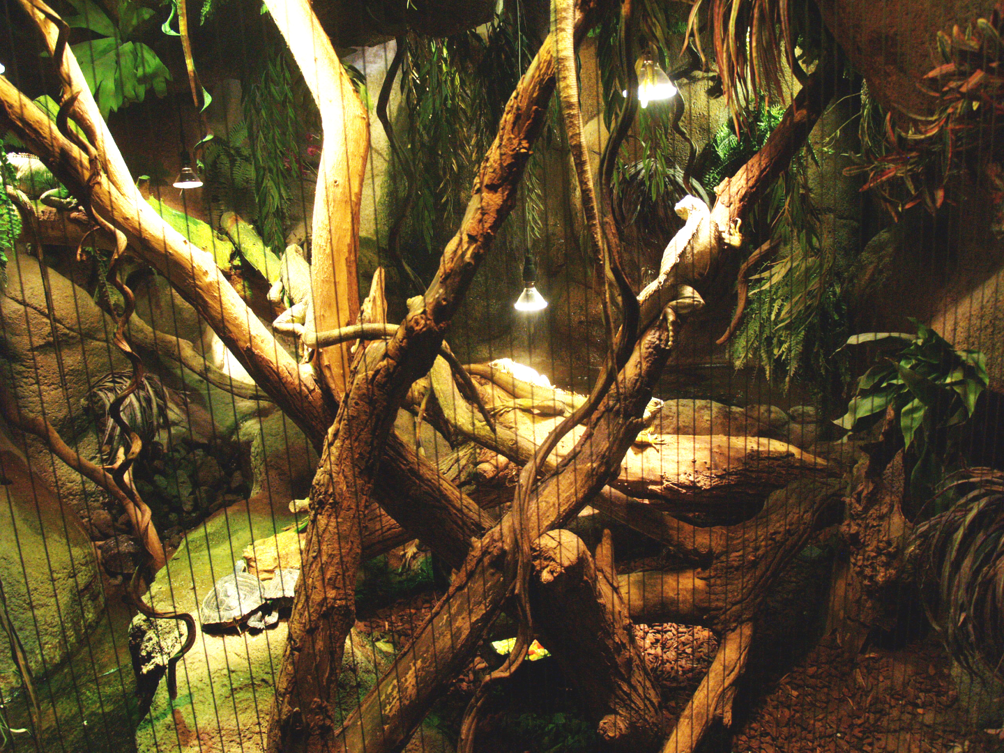 Green iguana and slider turtle exhibit, 2009-04-14