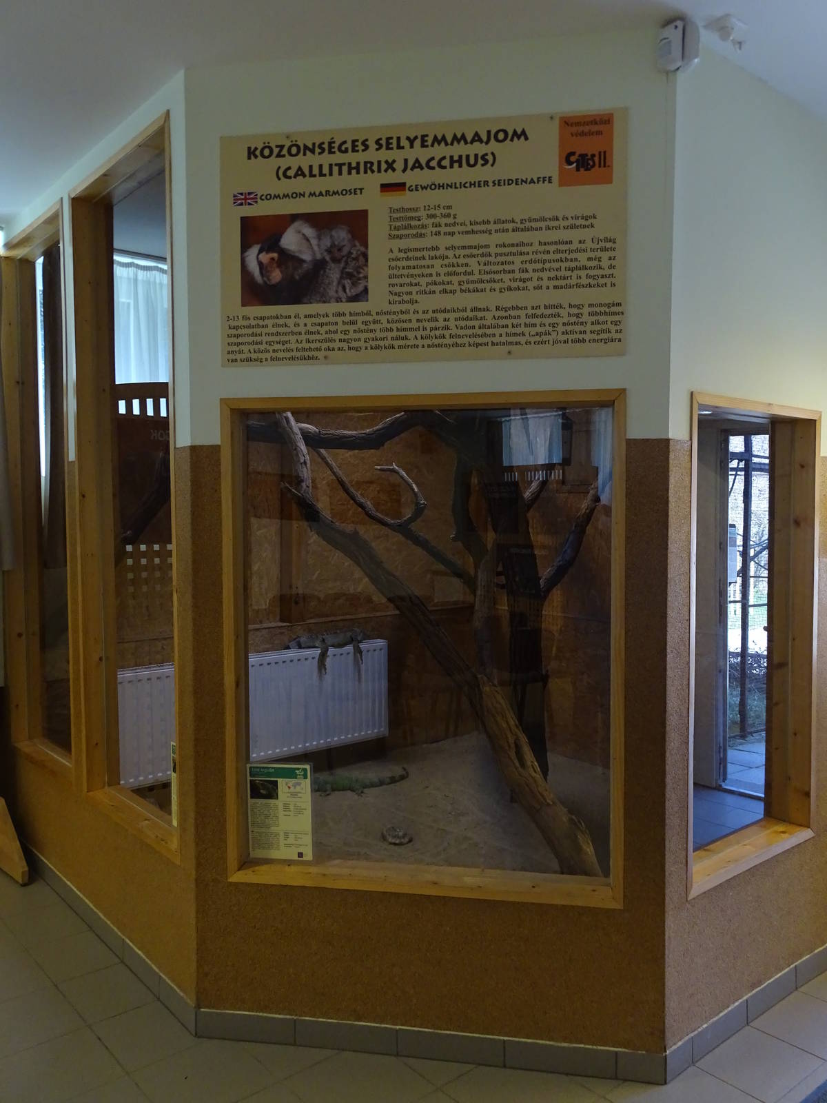 Green iguana and white-tufted marmoset indoors