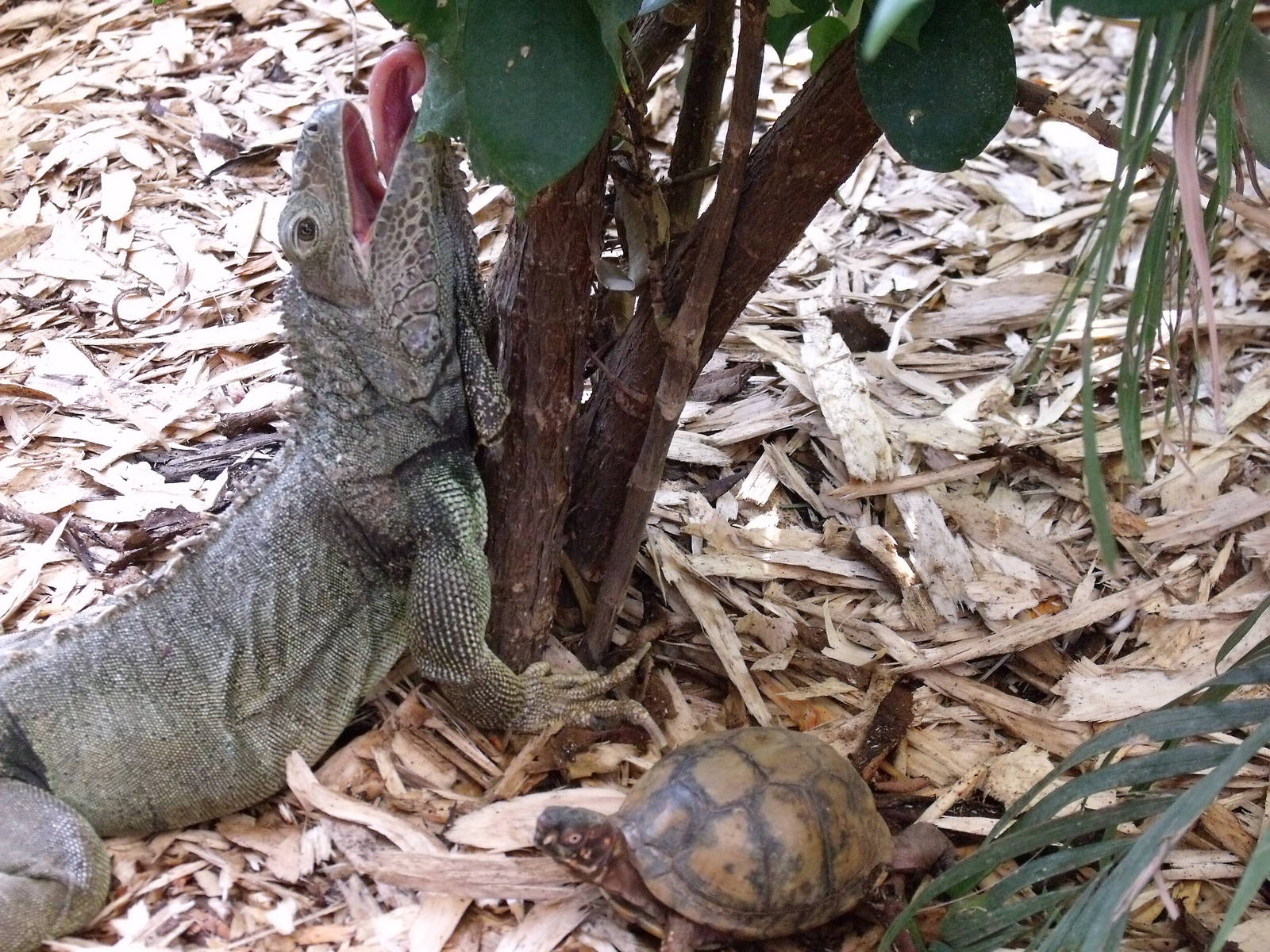 Green Iguana and Yellow Footed Tortoise