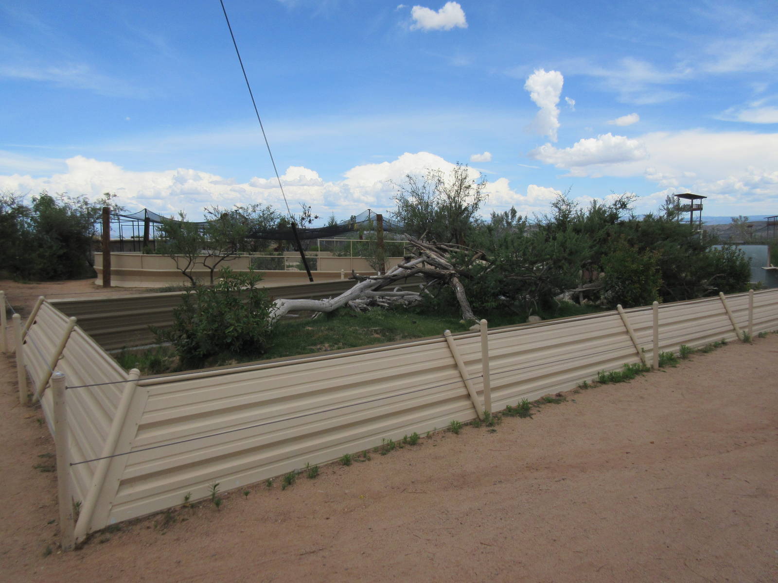 Green Iguana/Argentine Black-and-White Tegu Exhibit