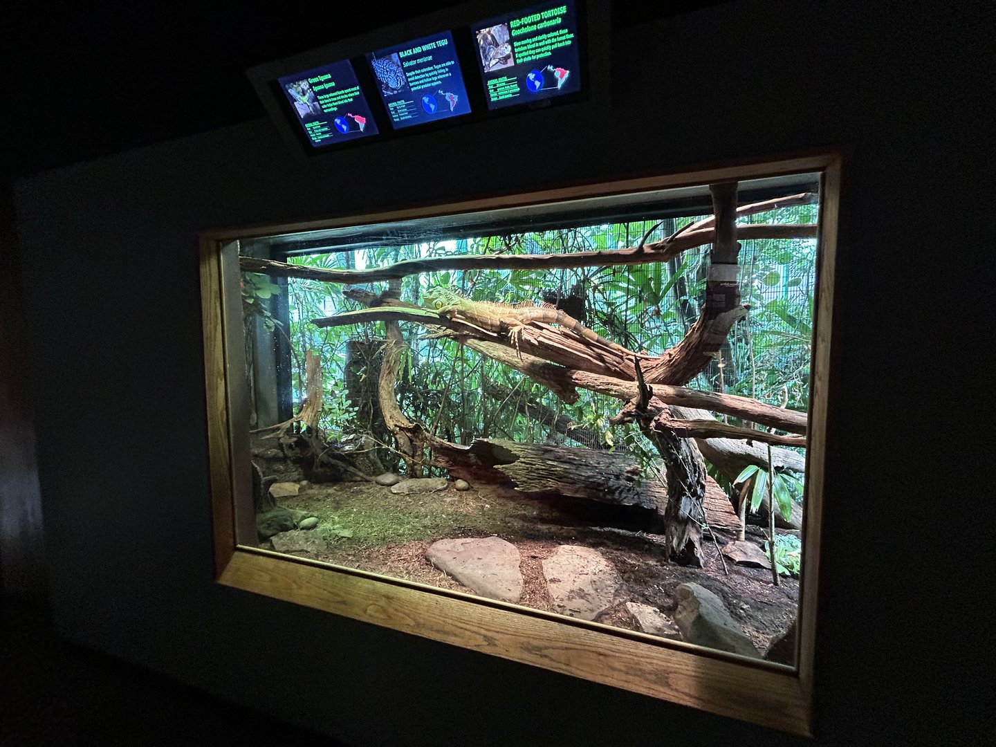 Green Iguana, Argentine Black-and-white Tegu & Red-footed Tortoise Exhibit - Unseen New World