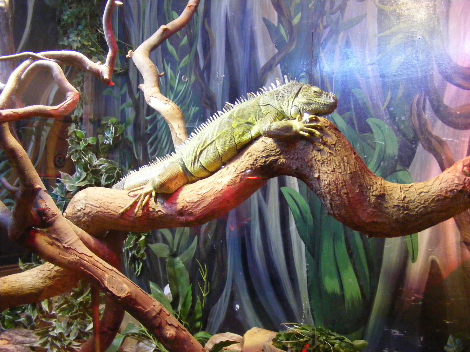 Green iguana at Drusillas Park, 20 March 2011