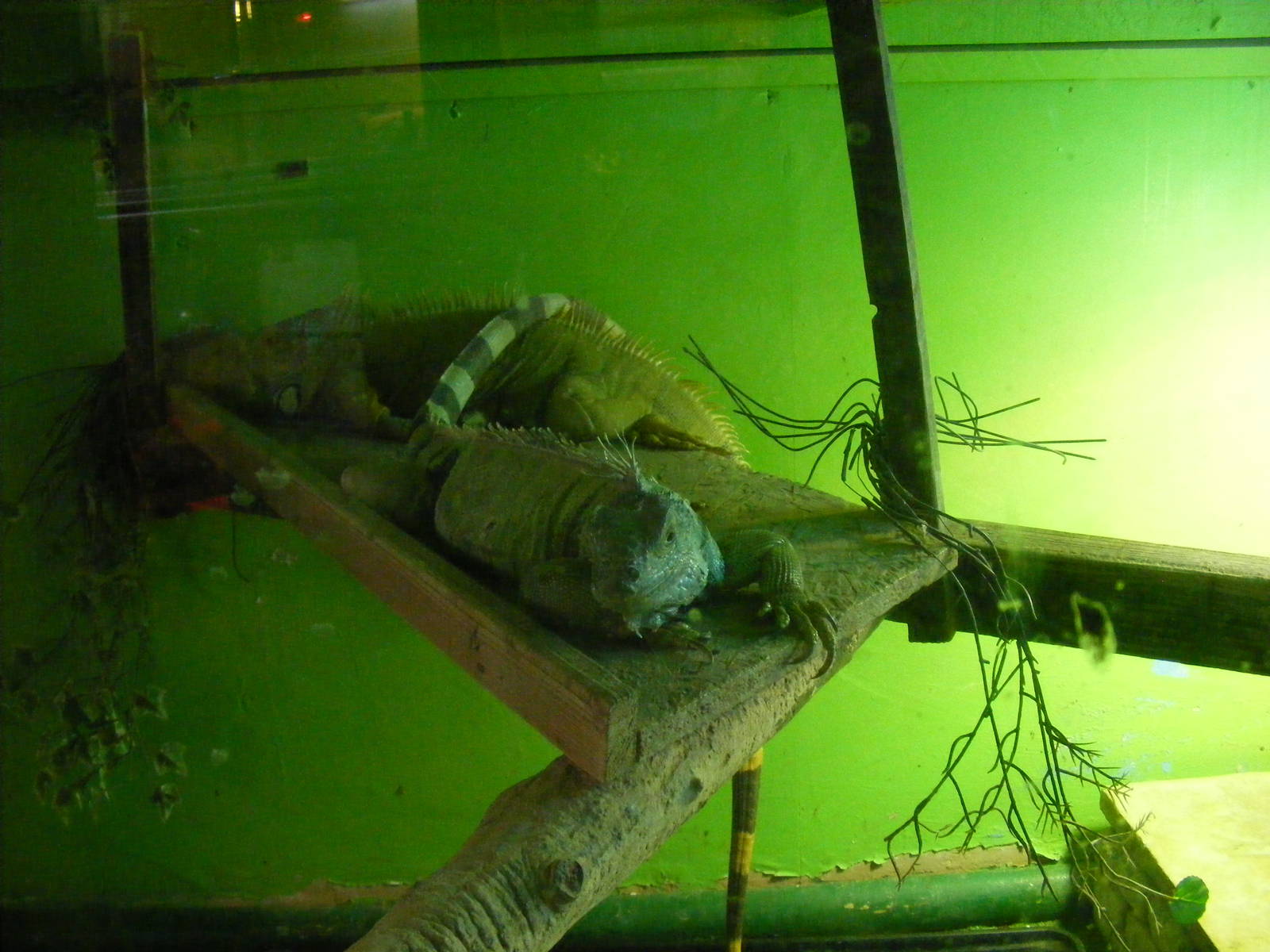 Green iguana at Gentleshaw Wildlife Centre, 18 June 2011