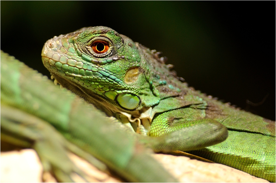 Green iguana at Hamburg