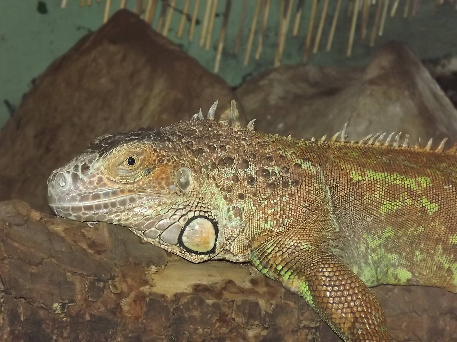 Green Iguana at Knowsley Safari Park 08/09/12