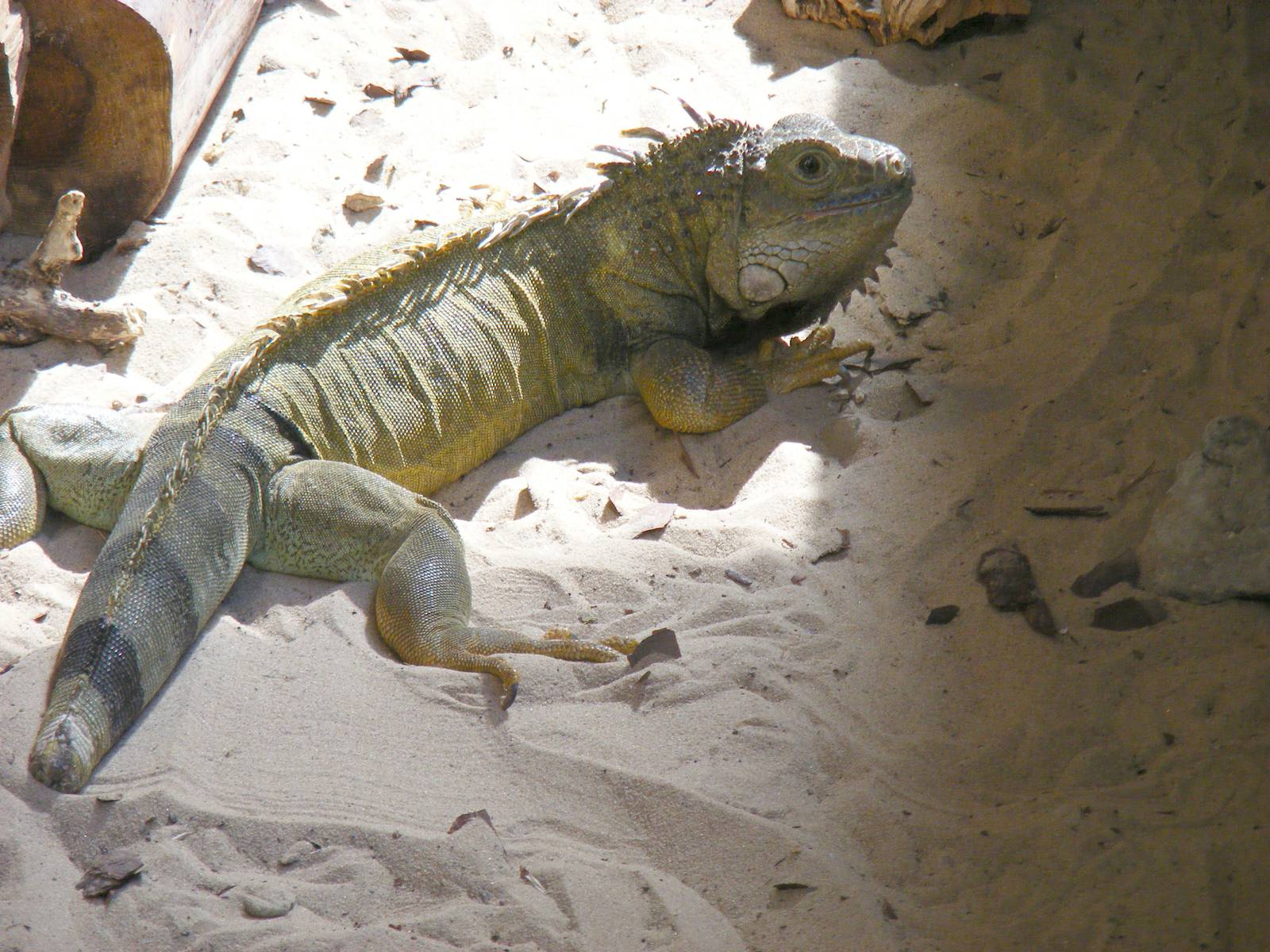 Green iguana at Lakeland Wildlife Oasis, 14 June 2011