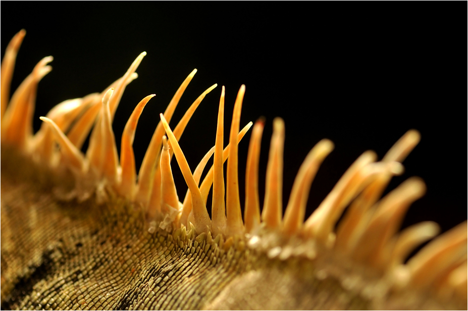 Green iguana at Neuwied zoo