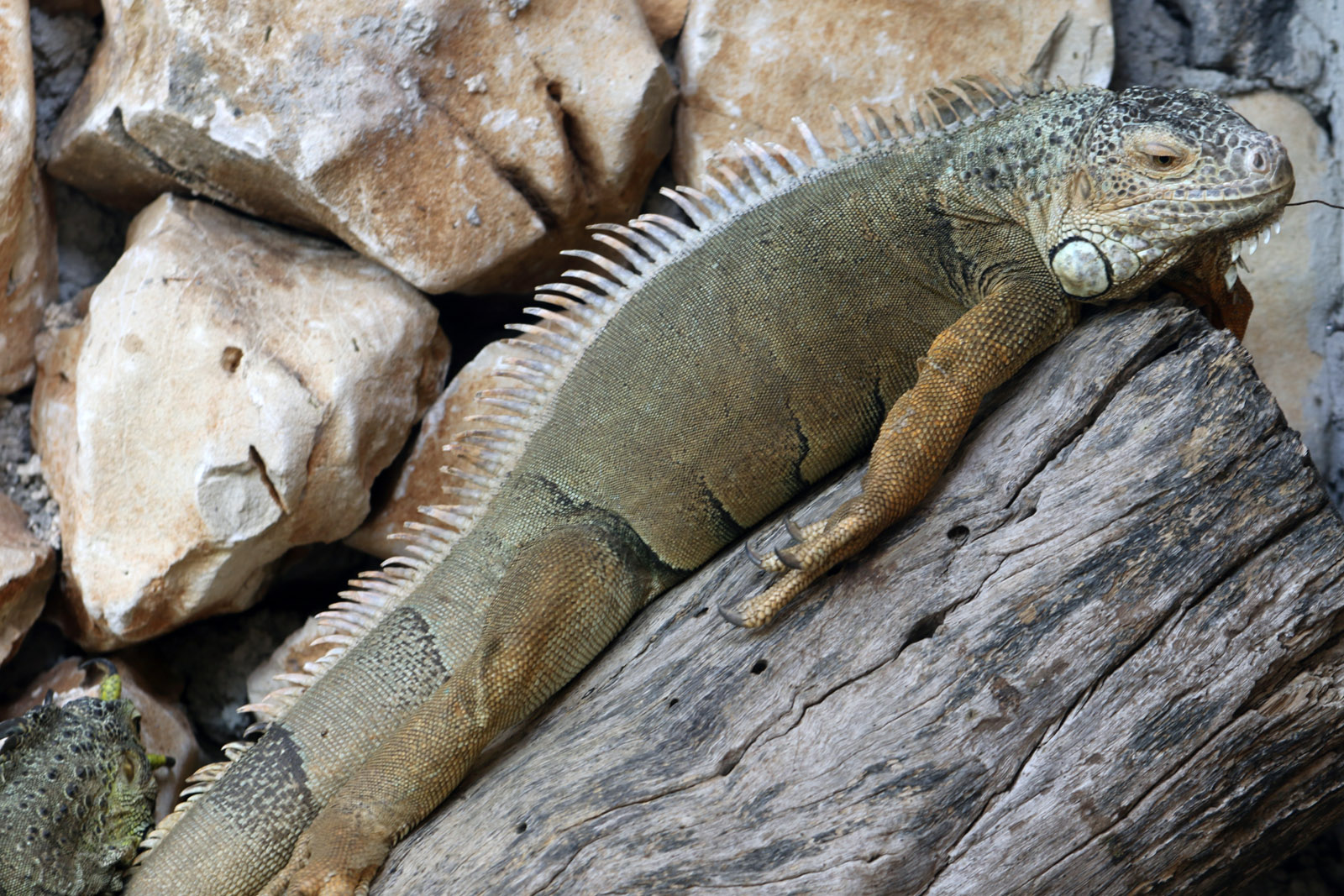 Green Iguana at Pafos Zoo 30/07/2023