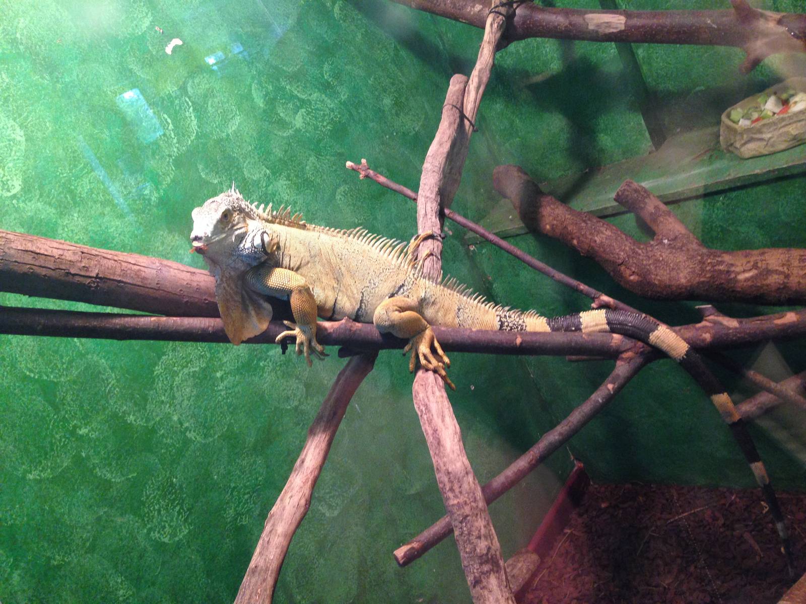 Green Iguana at Ponderosa Rural Thereapeutic Centre
