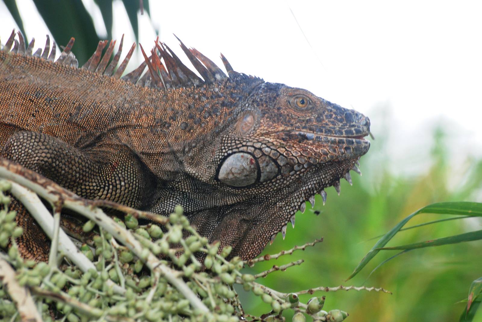 Green Iguana at Restaurant las Iguanas, 17/04/14