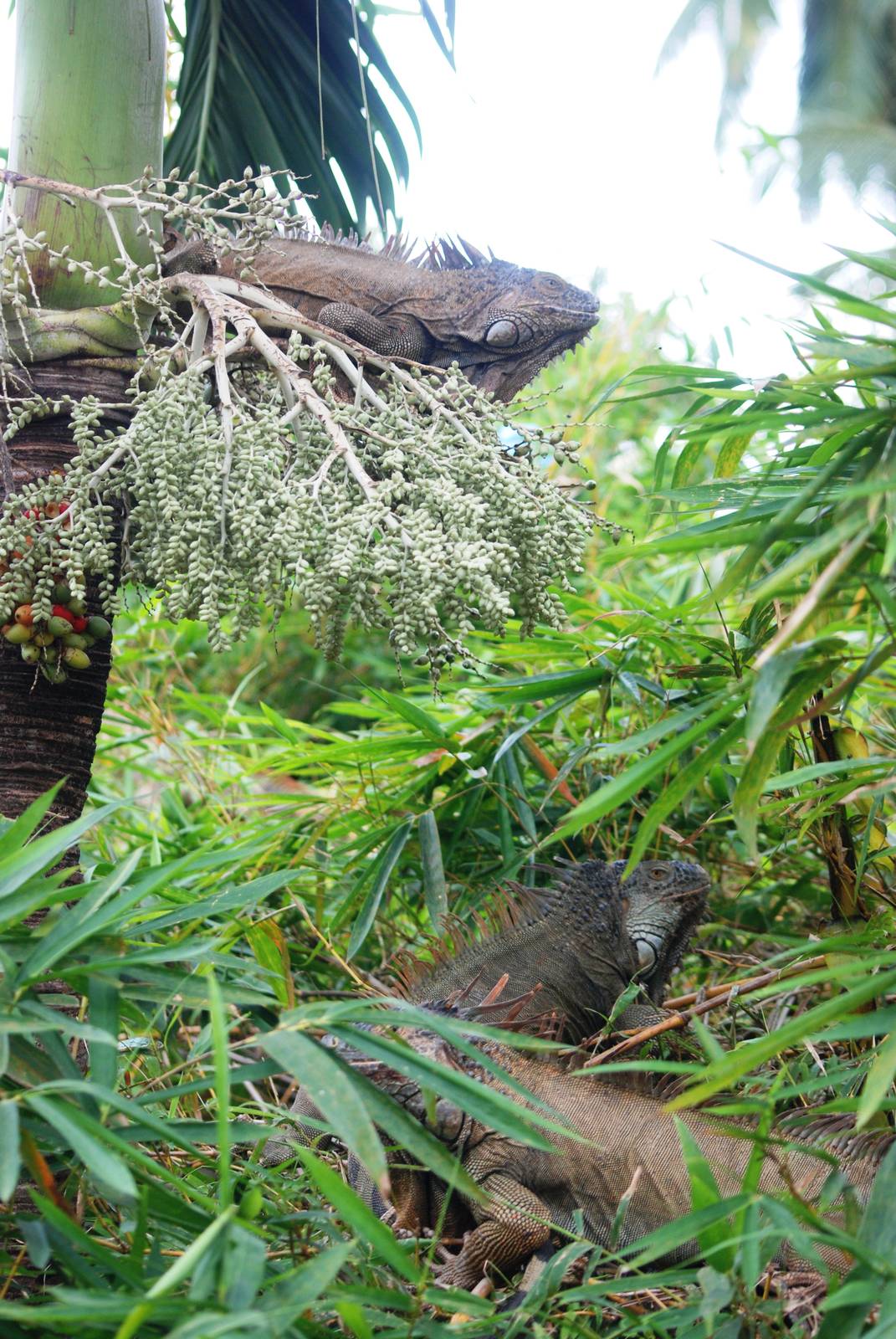 Green Iguana at Restaurant las Iguanas, 17/04/14