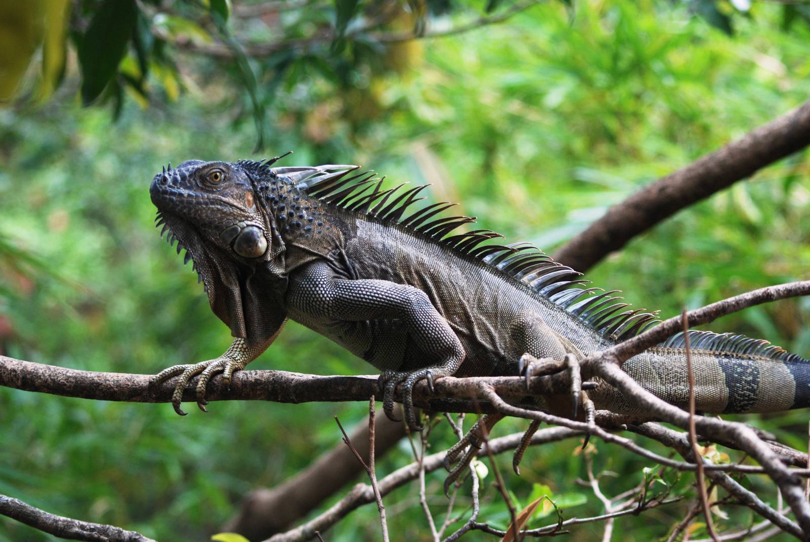 Green Iguana at Restaurant las Iguanas, 17/04/14