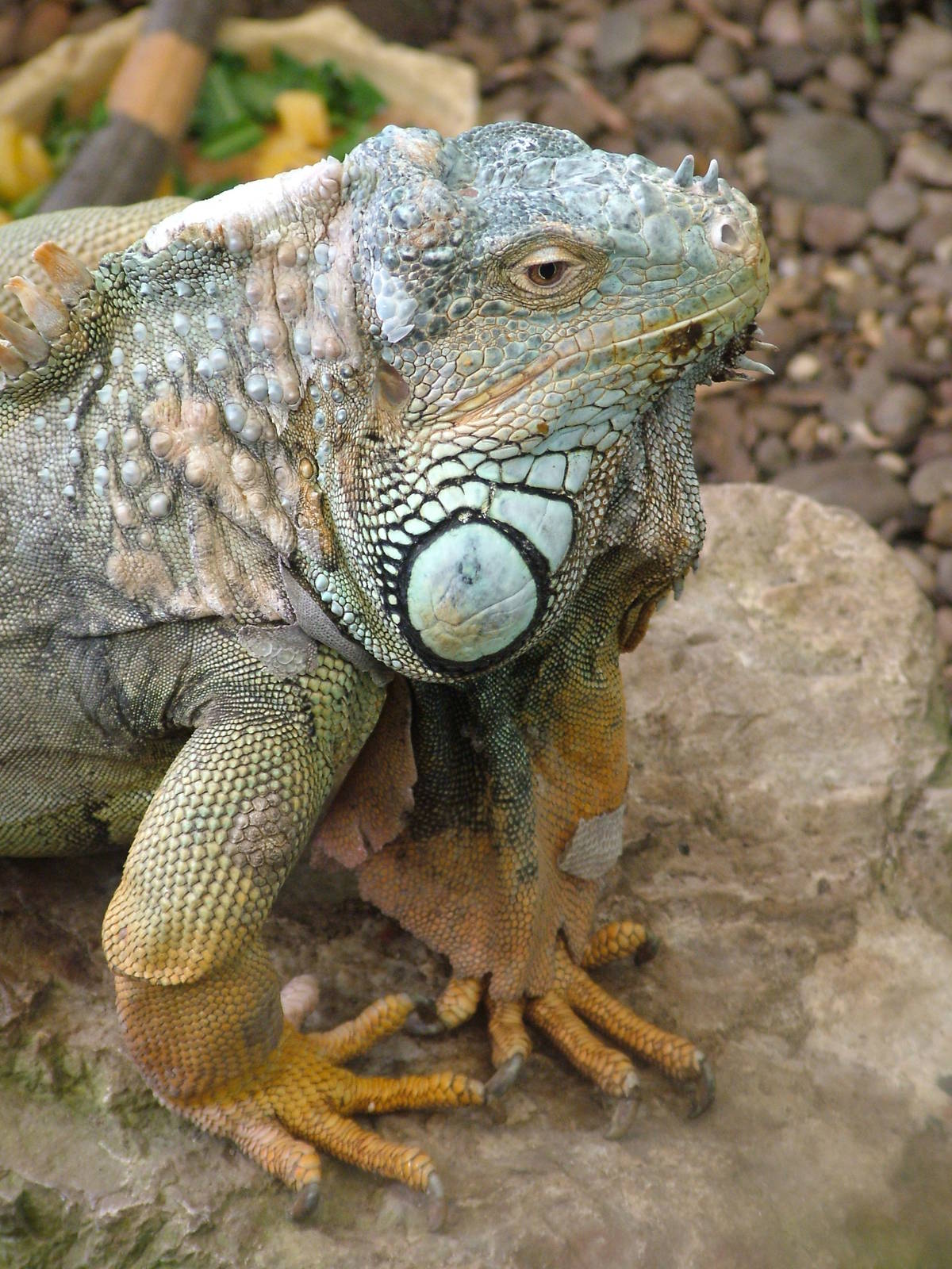Green Iguana at Shepreth 05/04/10