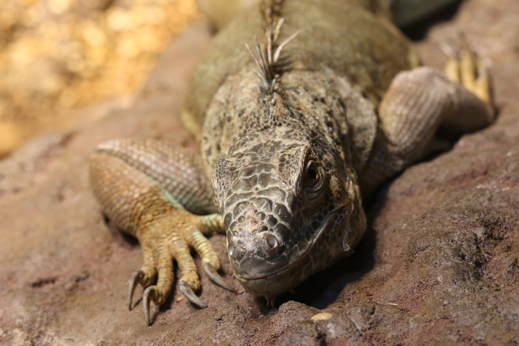 Green Iguana at Skansen-Akvariet 30th August 2016