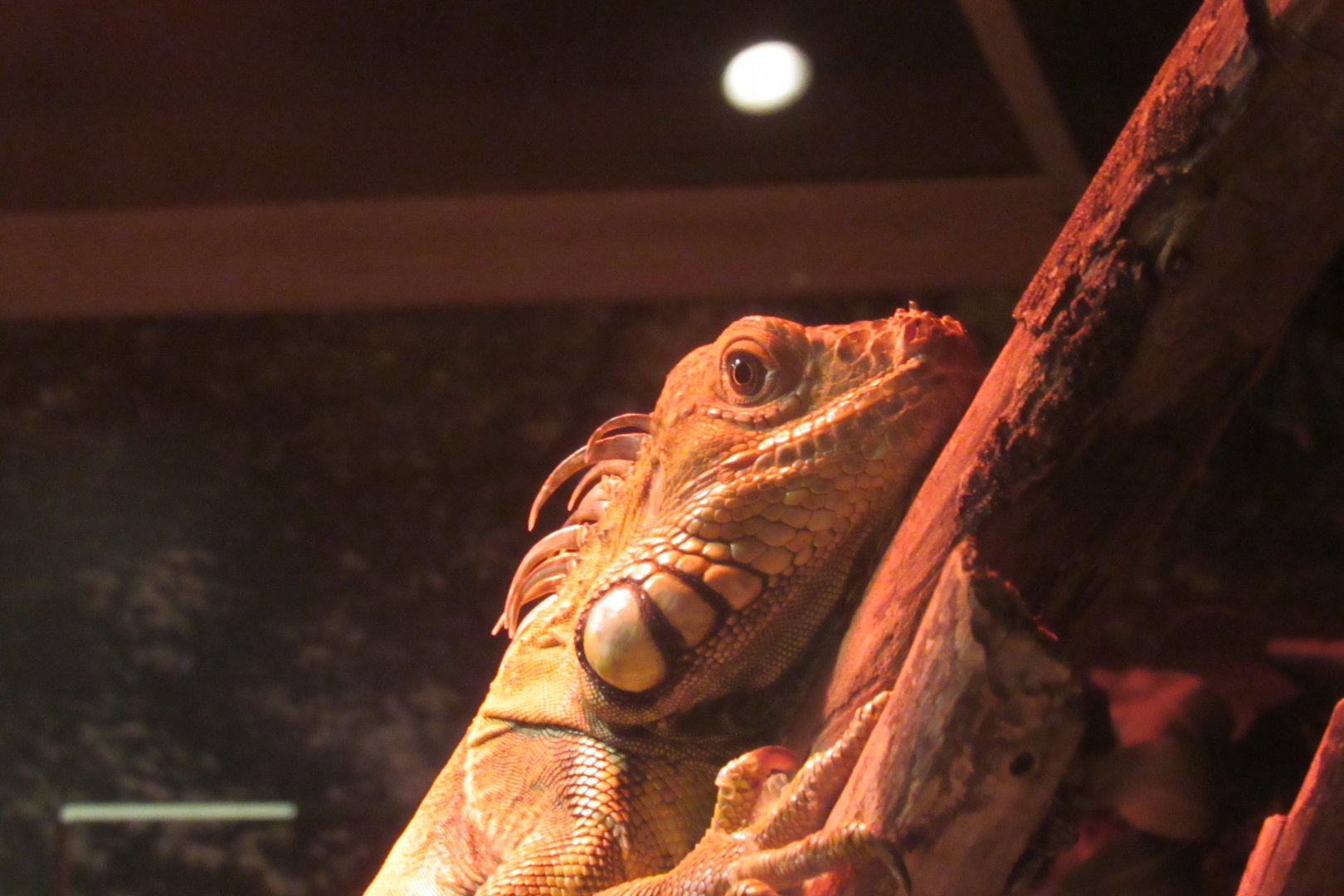 green iguana  at Survival of the Slowest