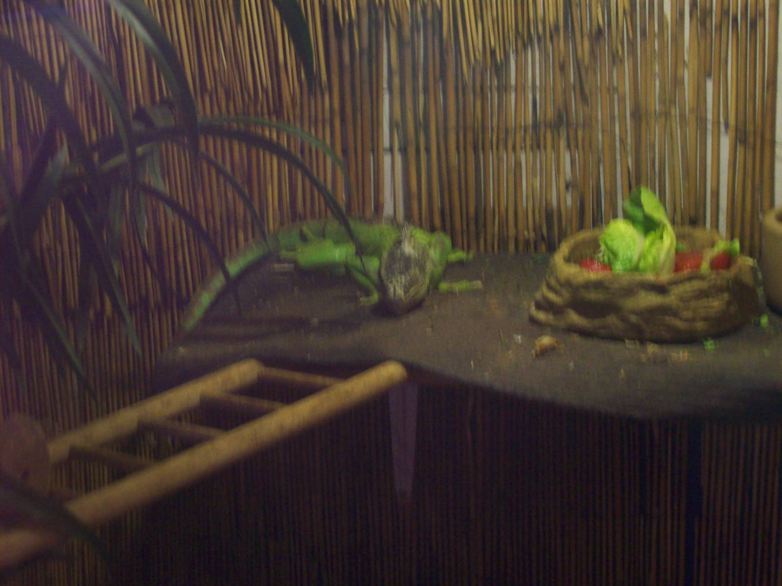 green iguana at willows wildlife sanctuary