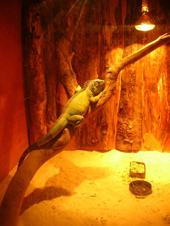 Green Iguana at Woodview Land of Little Animals, Omagh.